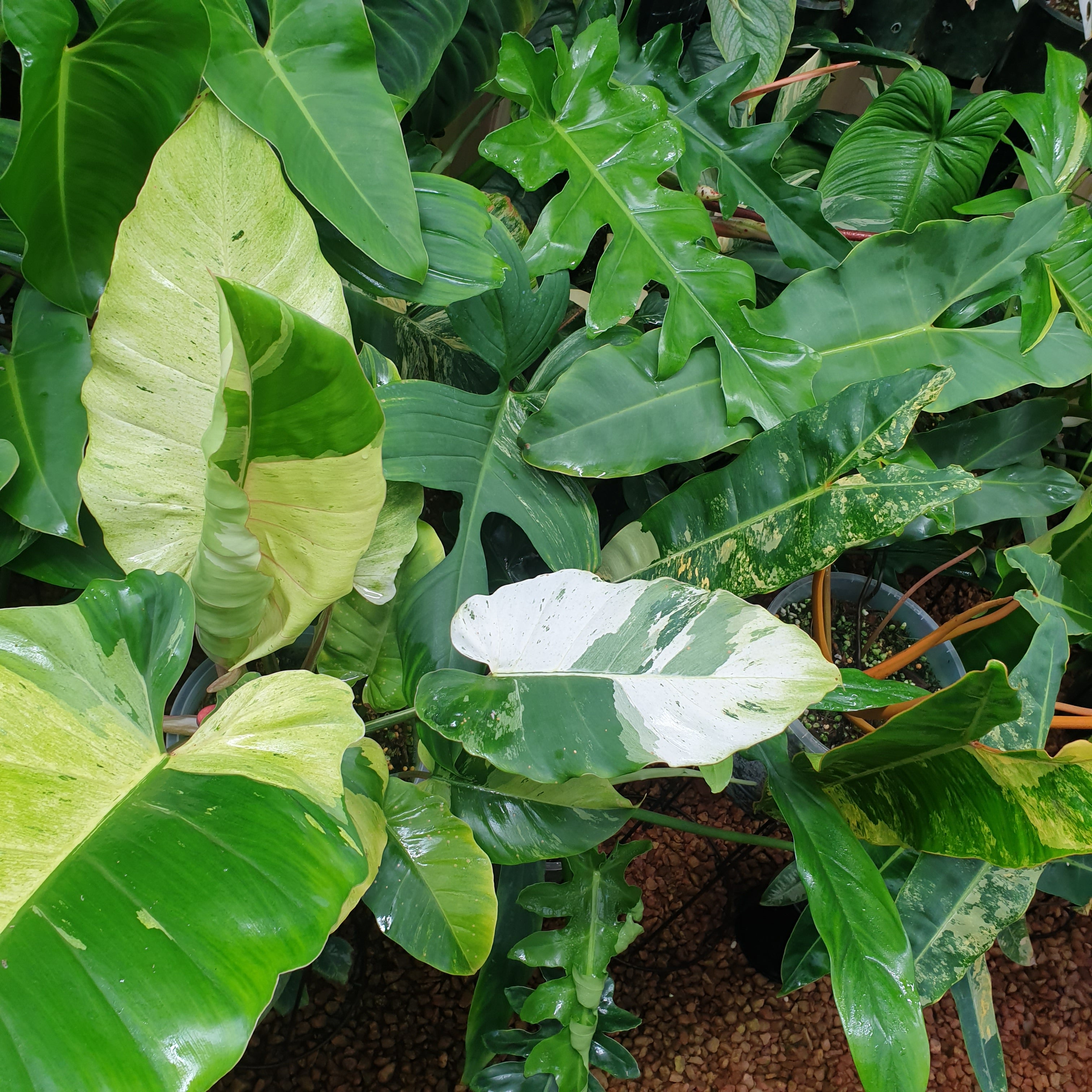 Epipremnum pinnatum Aurea variegated – Flora Magnifica Australia