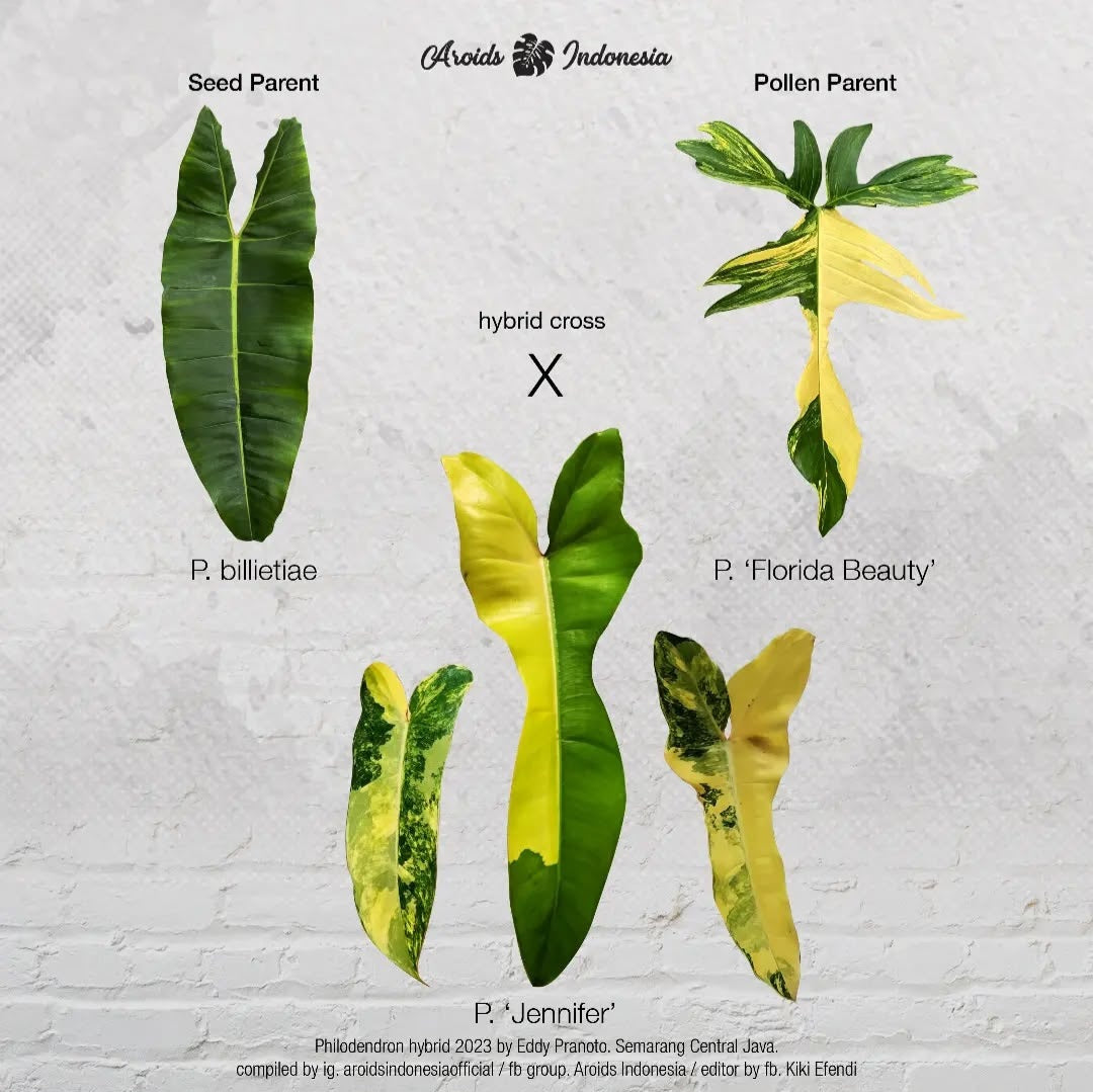 Philodendron Jennifer Variegated