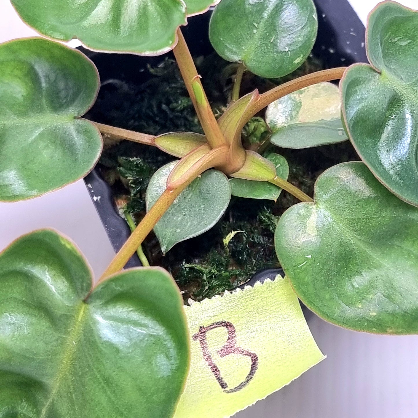 Philodendron billietiae LOW Variegated