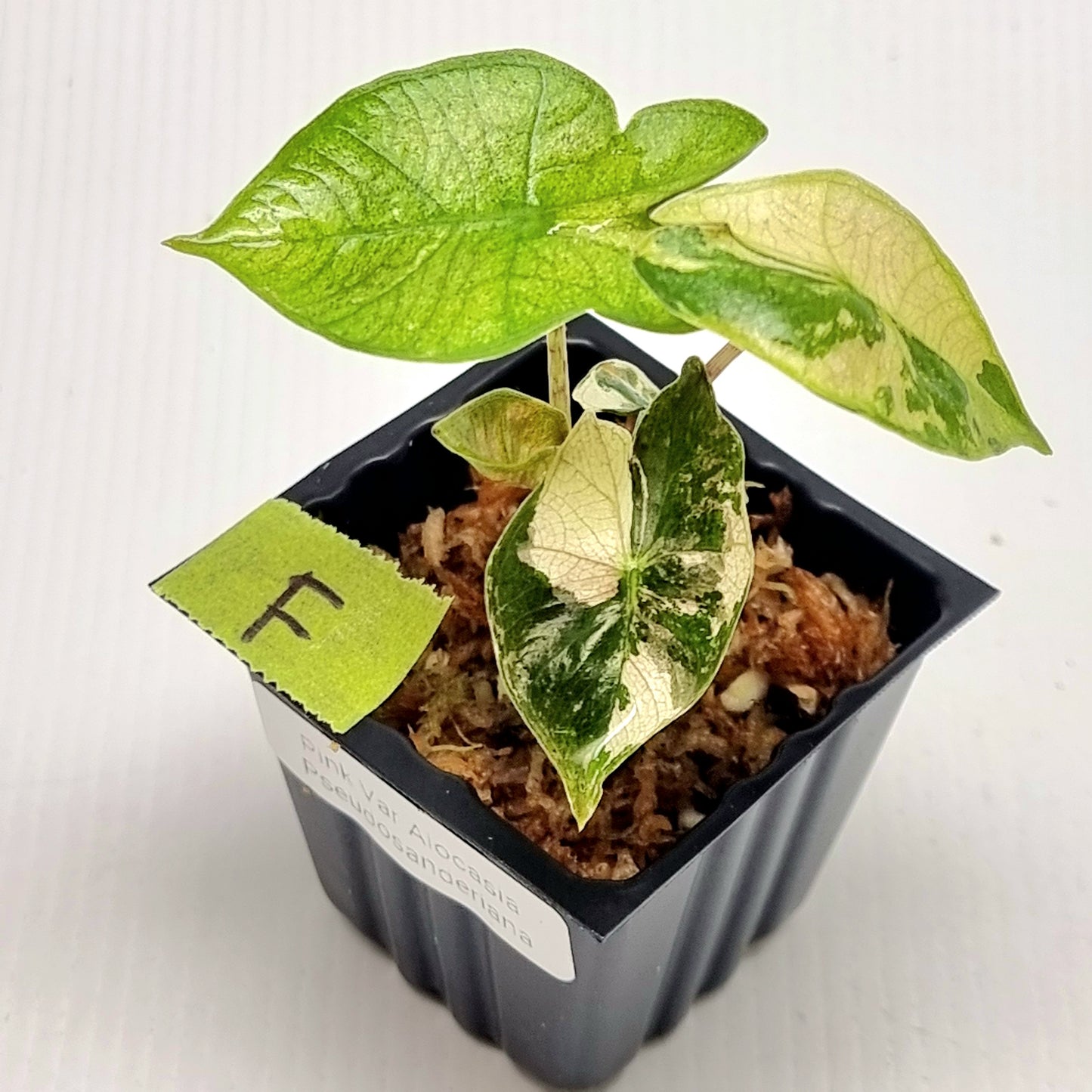 Alocasia pseudosanderiana Pink Variegated