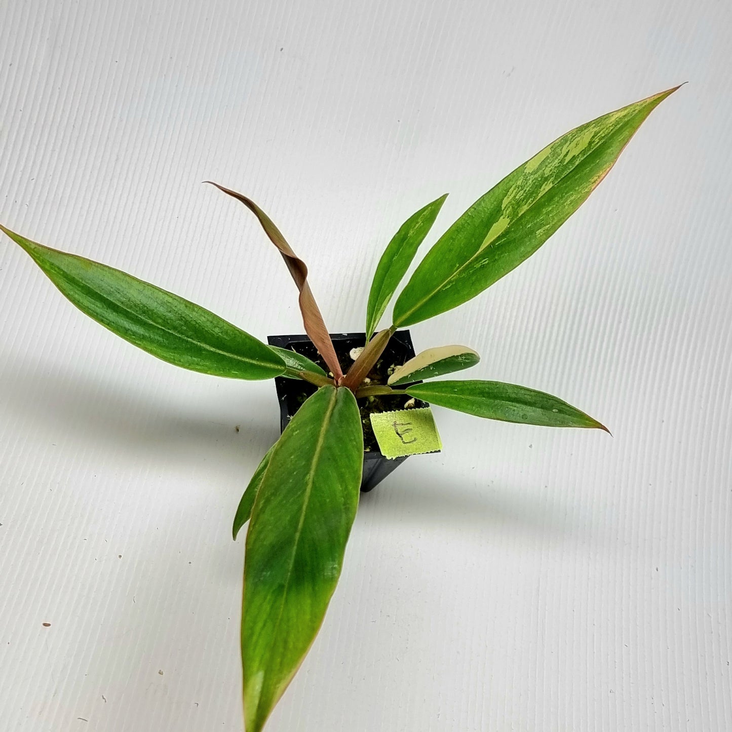 Philodendron Caramel Marble LOW Variegated