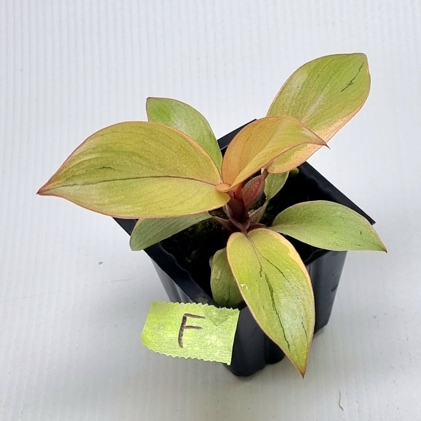 Philodendron Black cardinal var no.2