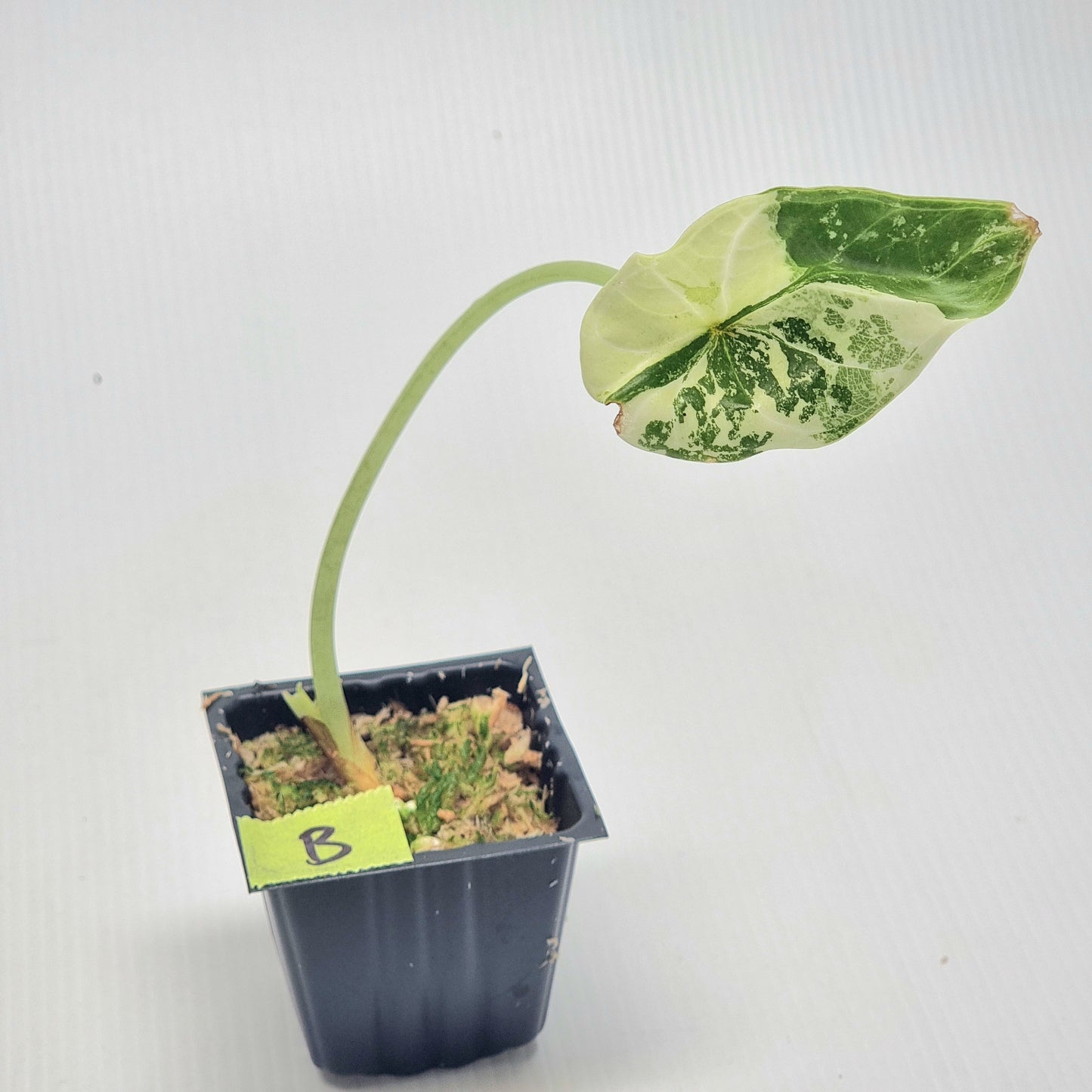 Alocasia Dragon Scale Variegated