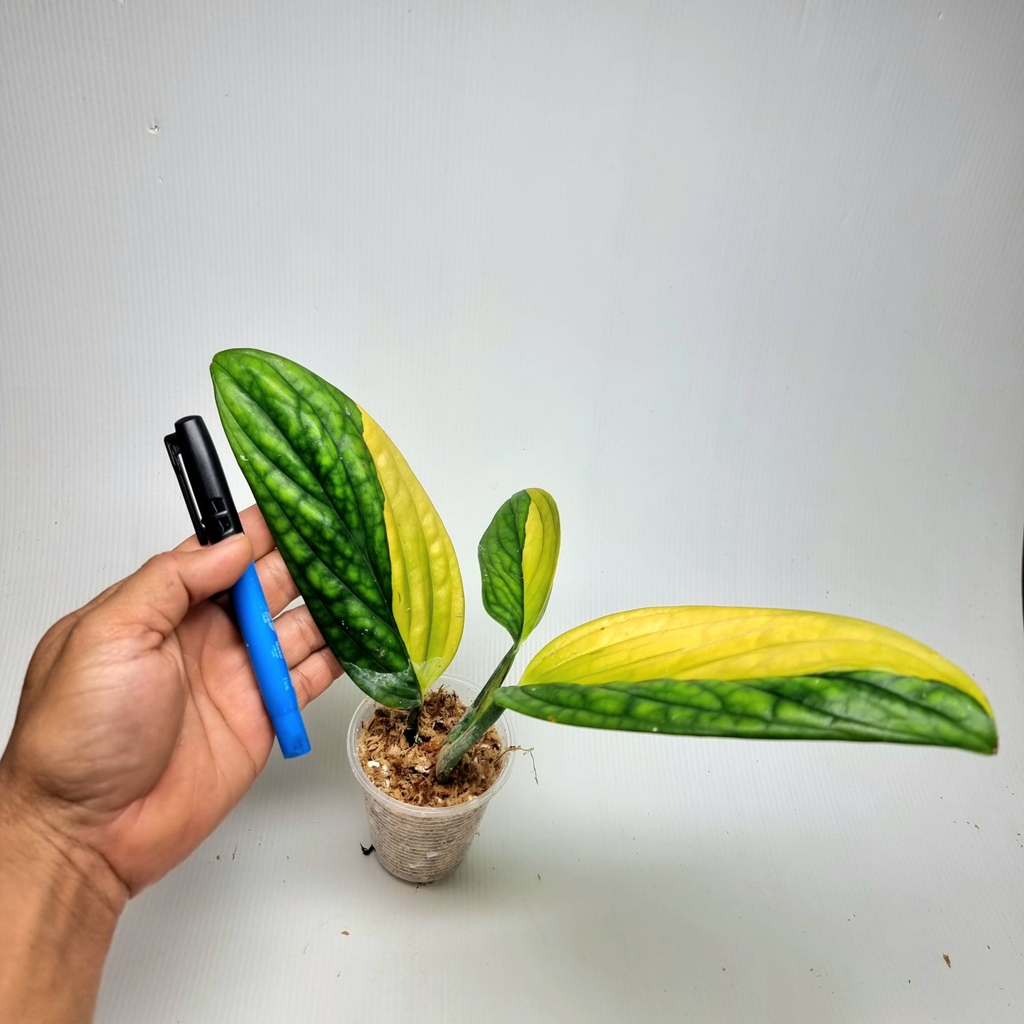 Monstera Peru variegated