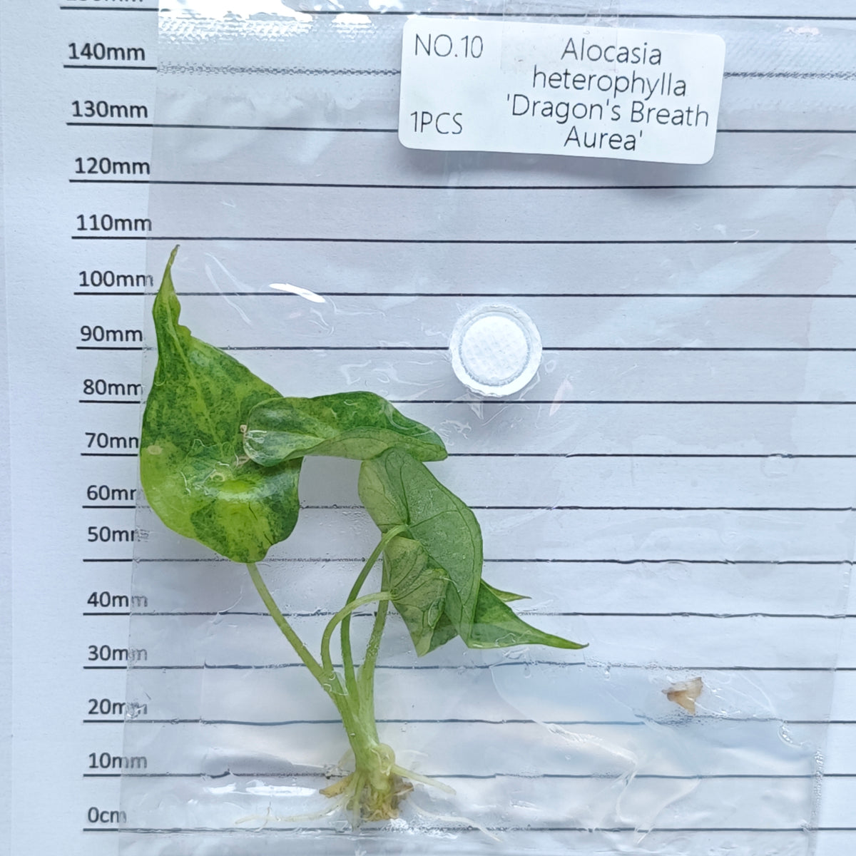 Alocasia heterophylla Dragon’s Breath Aurea Variegated (1plant/bag) - Tissue culture