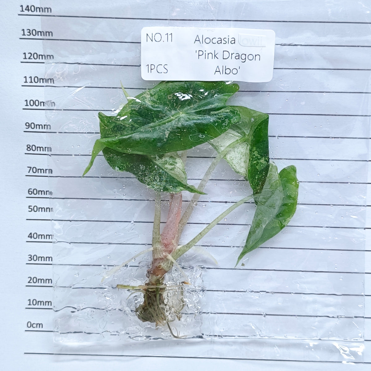 Alocasia Pink Dragon Albo/Pink Variegated (1plant/bag) - Tissue culture