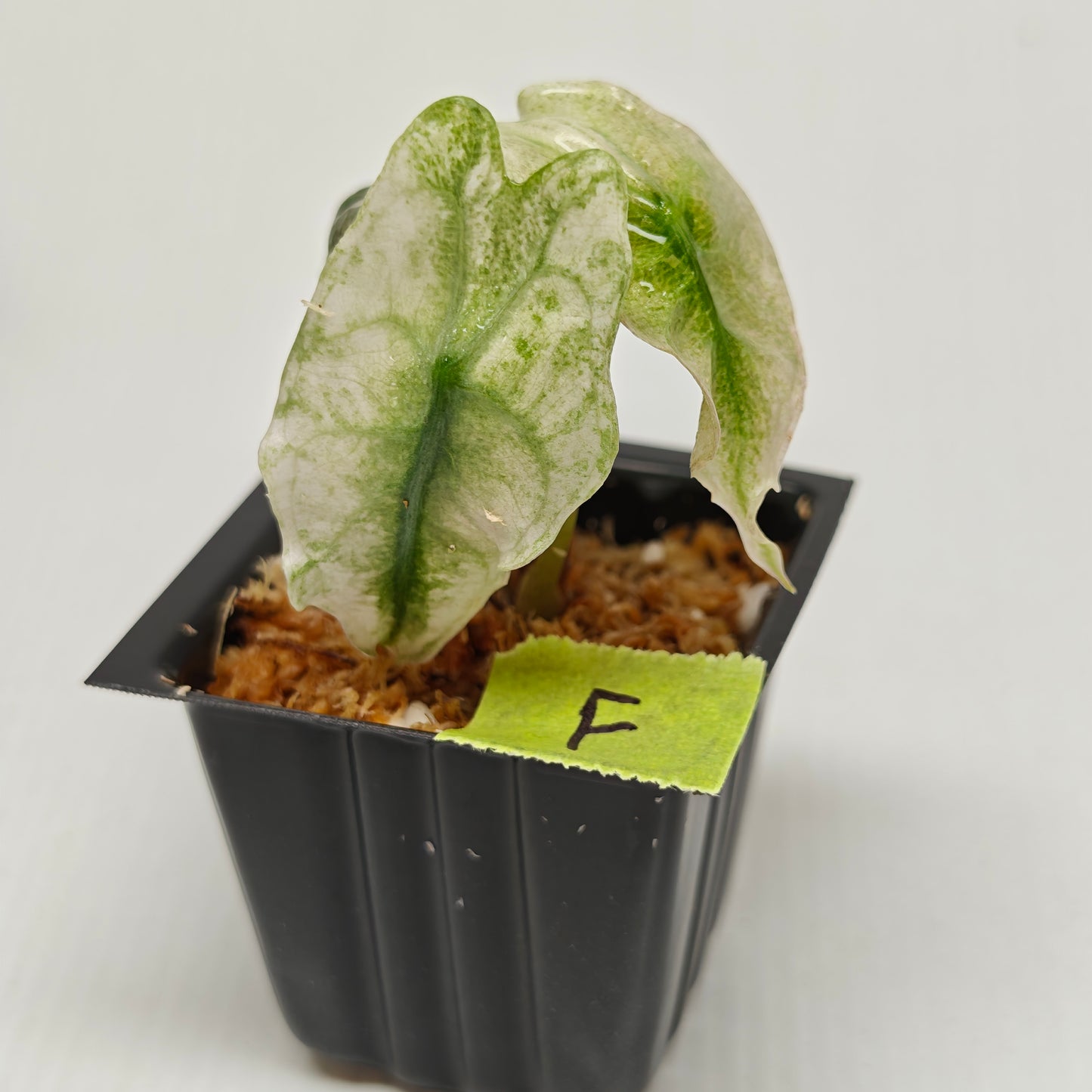 Alocasia Venom Pink Mint
