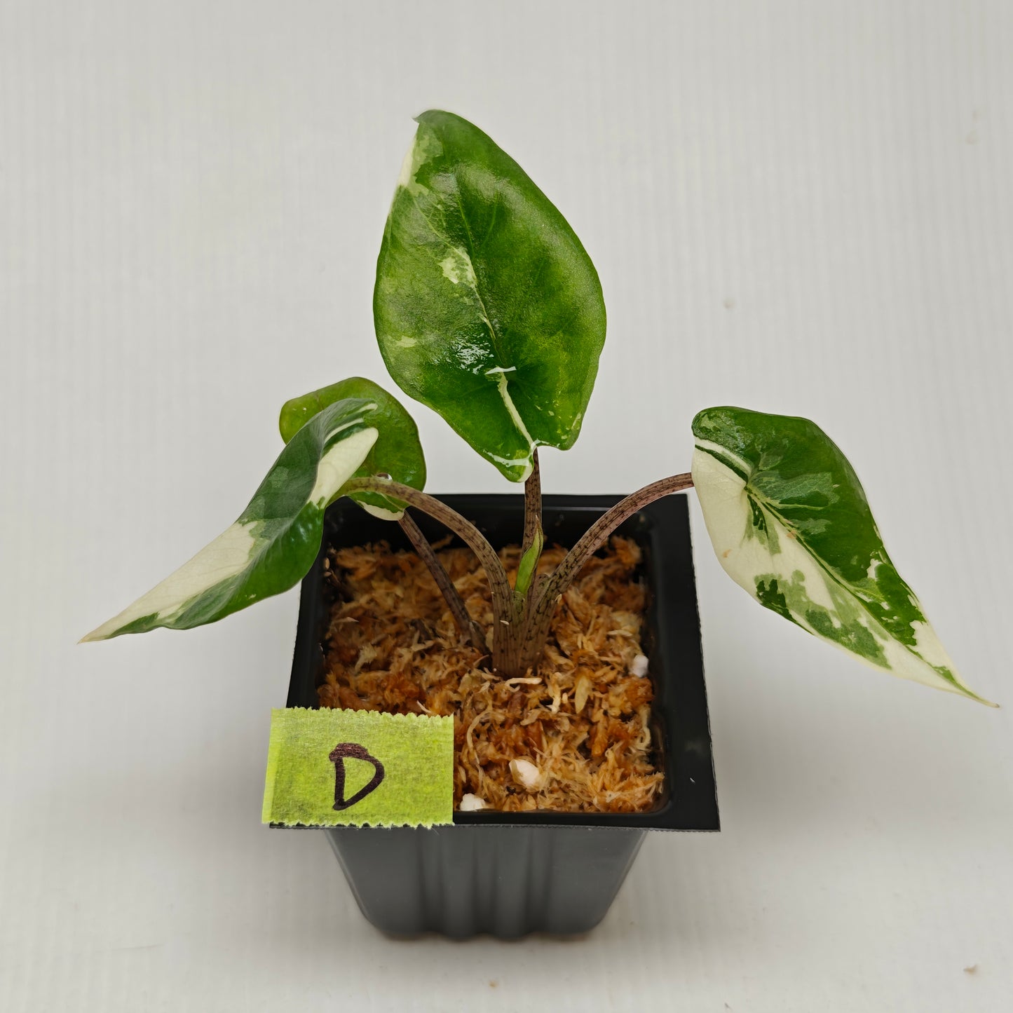 Alocasia Metallic Blue Albo Variegated