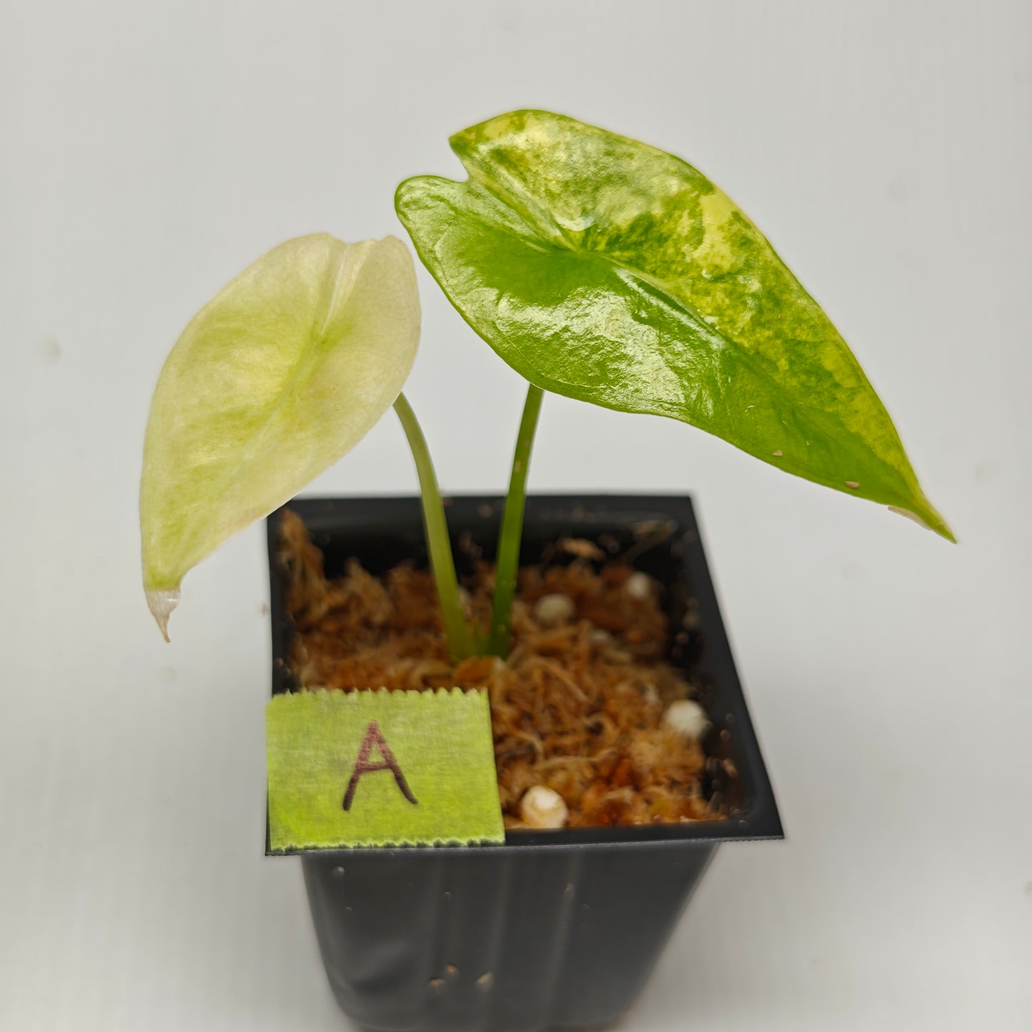 Alocasia venusta Aurea Variegated