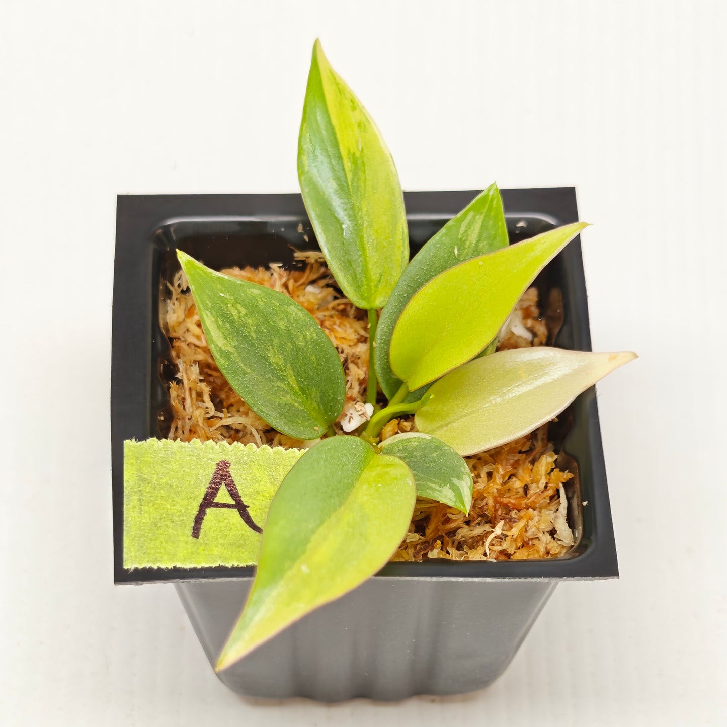 Philodendron atabapoense Pink Marble Variegated