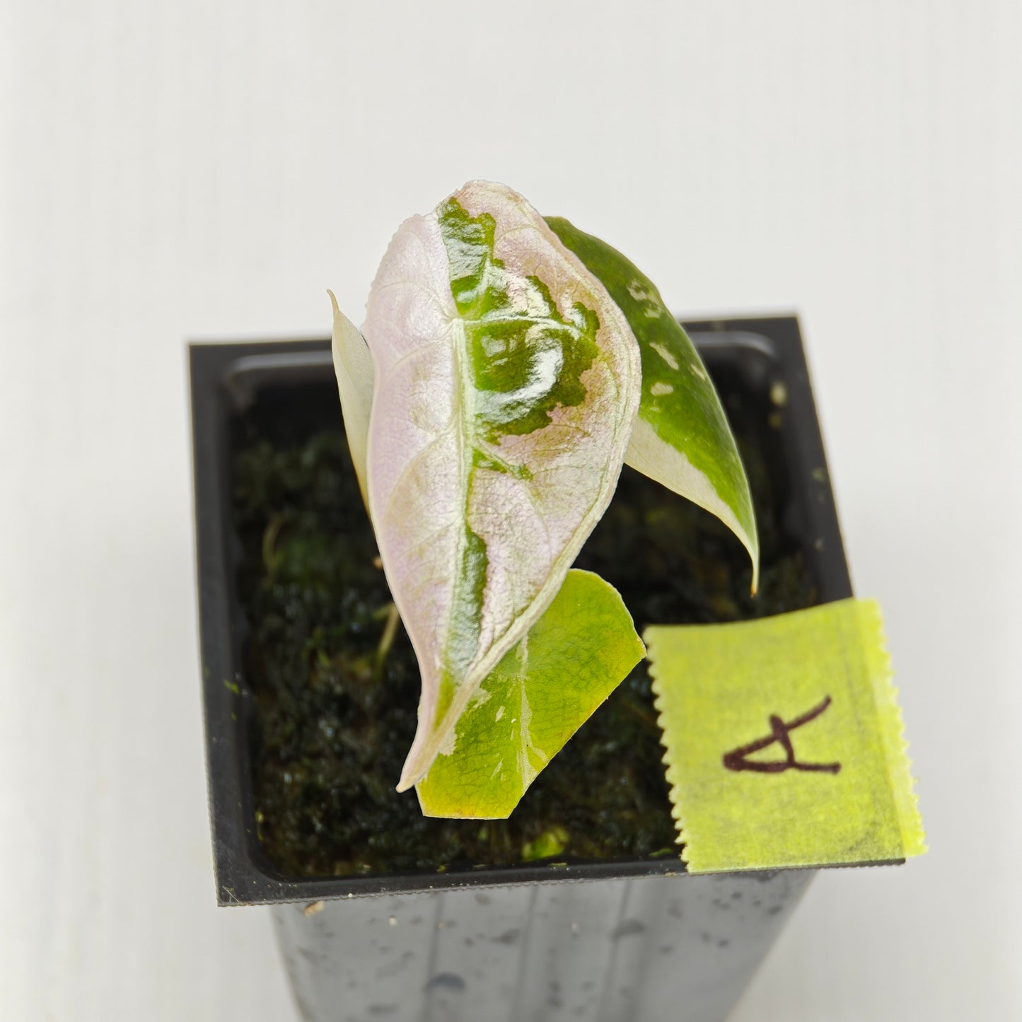 Alocasia Watsoniana glossy Pink Variegated