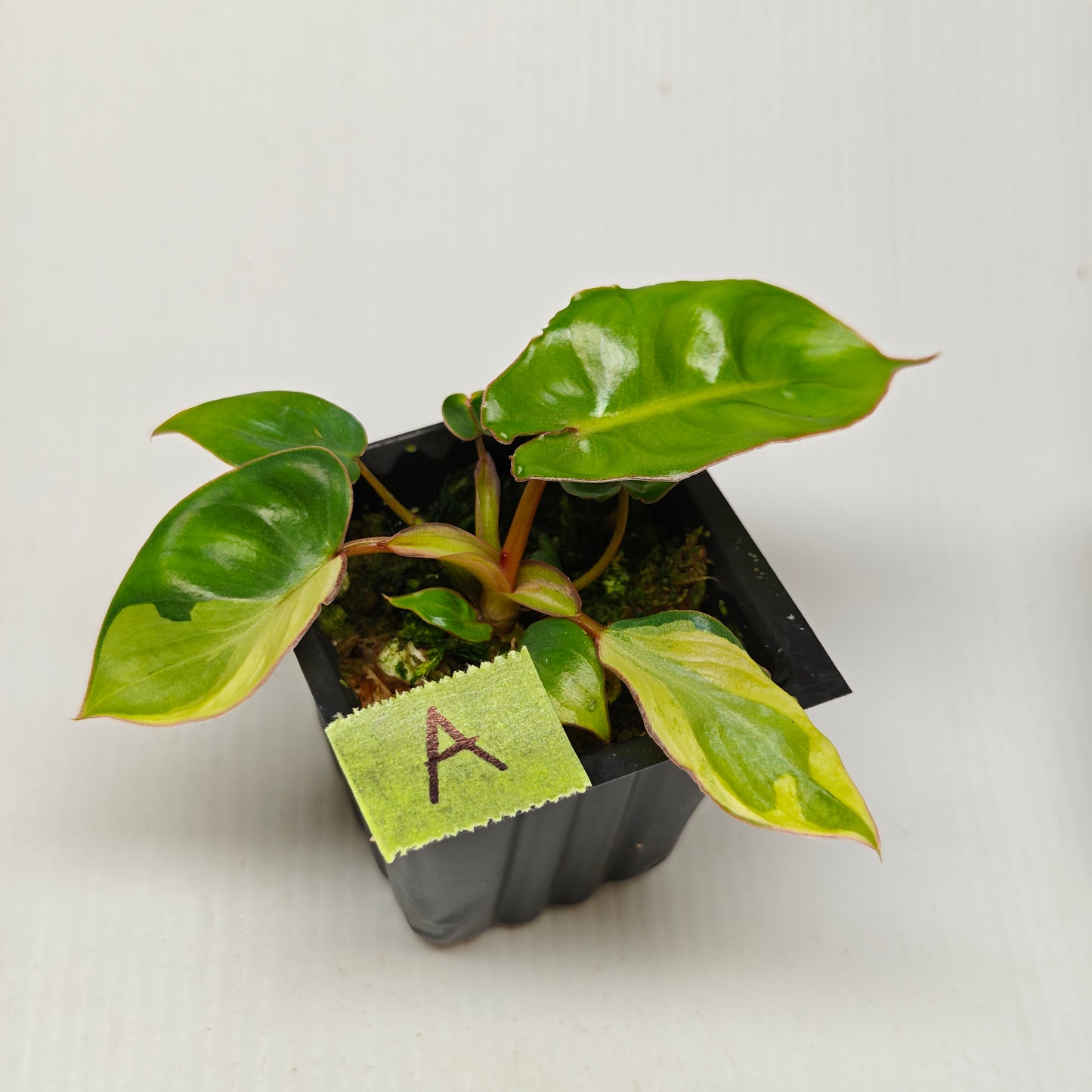 Philodendron billietiae sectoral variegation