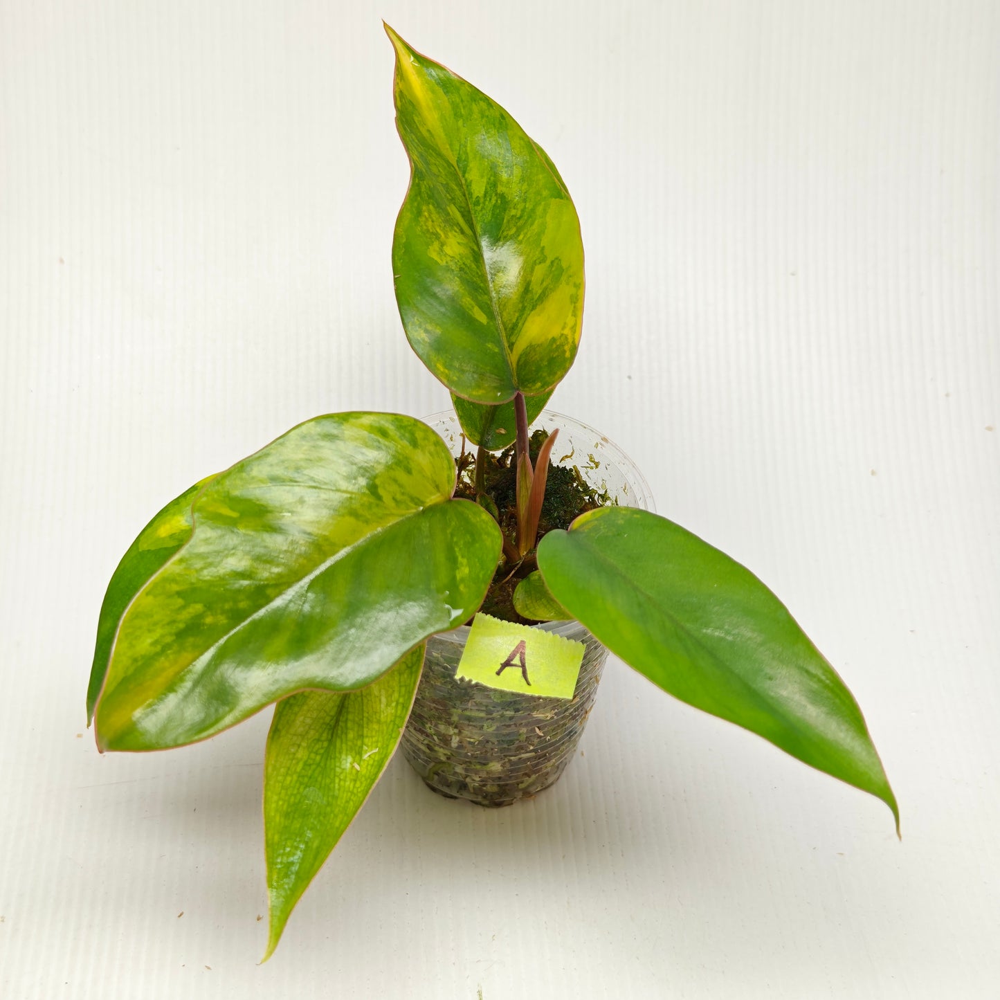 Philodendron mayoi Aurea Variegated