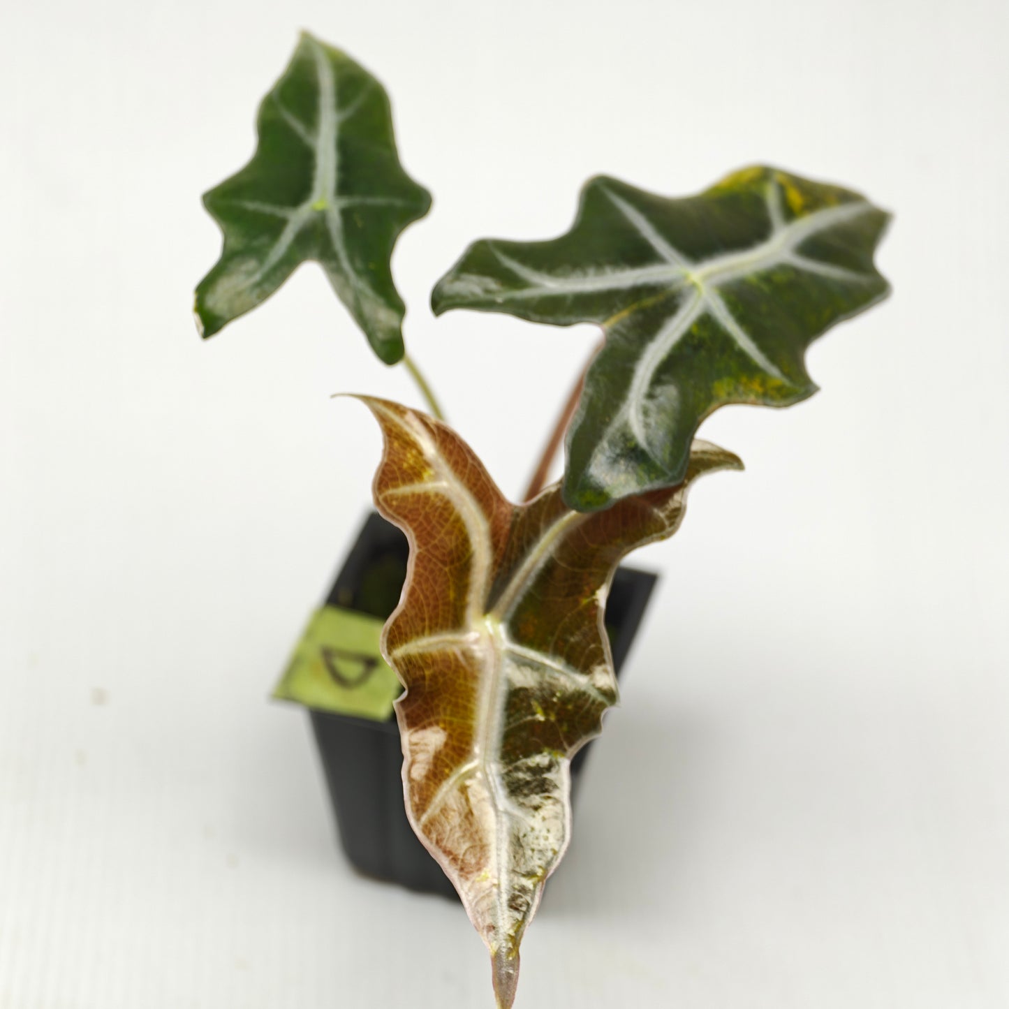 Alocasia sanderiana "Nobilis" Aurea Variegated
