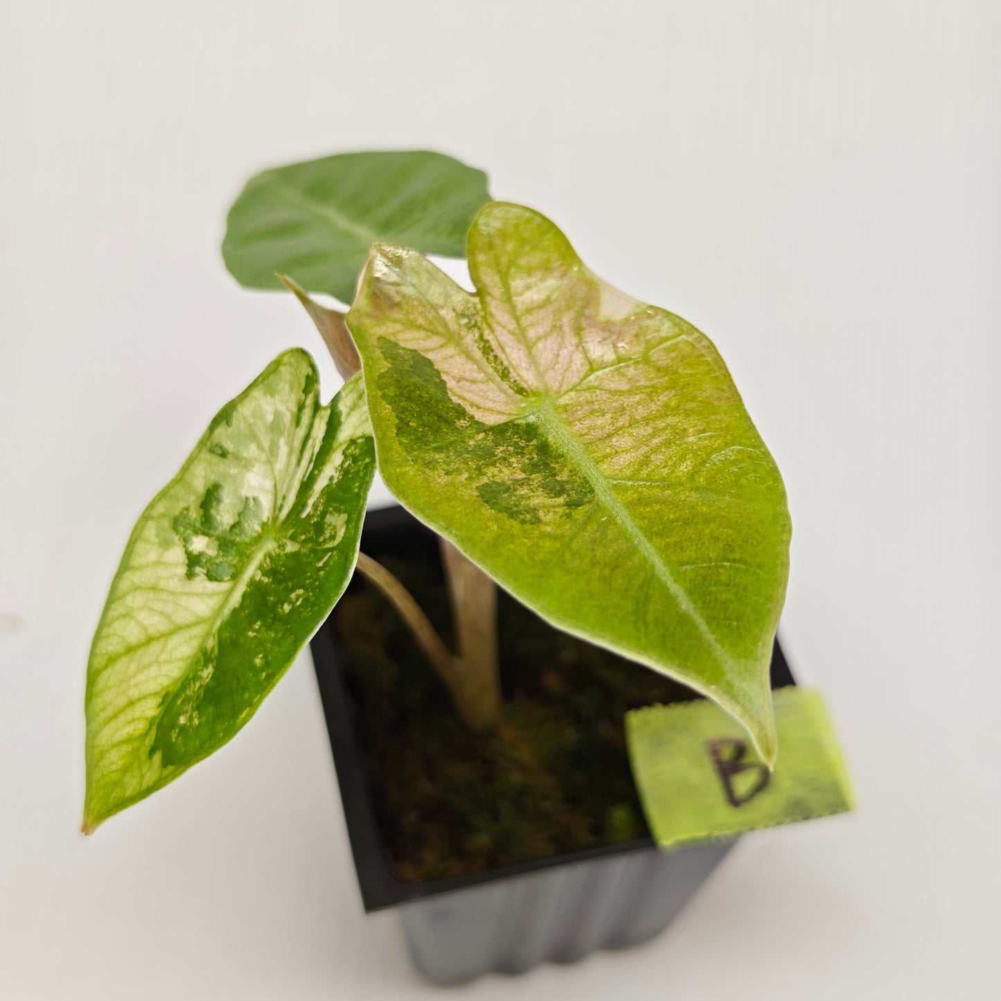Alocasia pseudosanderiana Pink Variegated