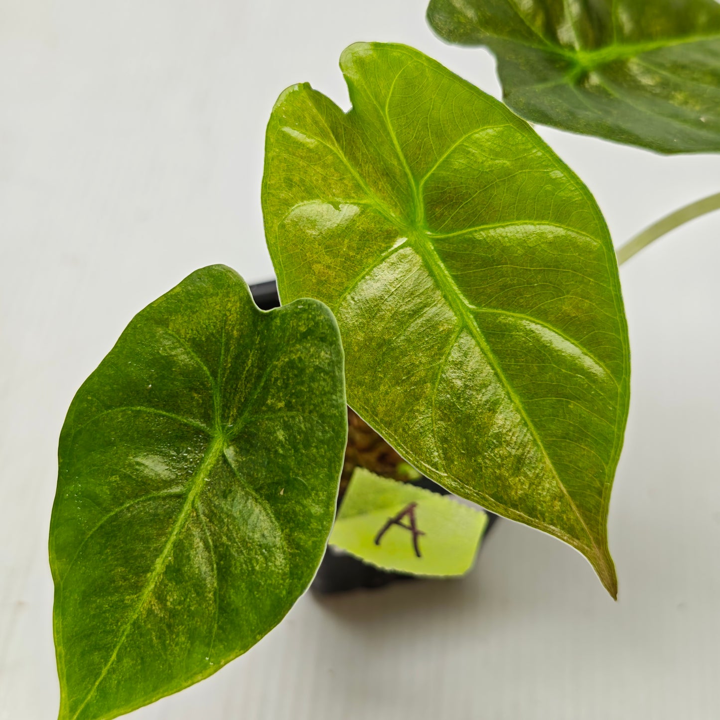 Alocasia Golden Bone Pink Mint