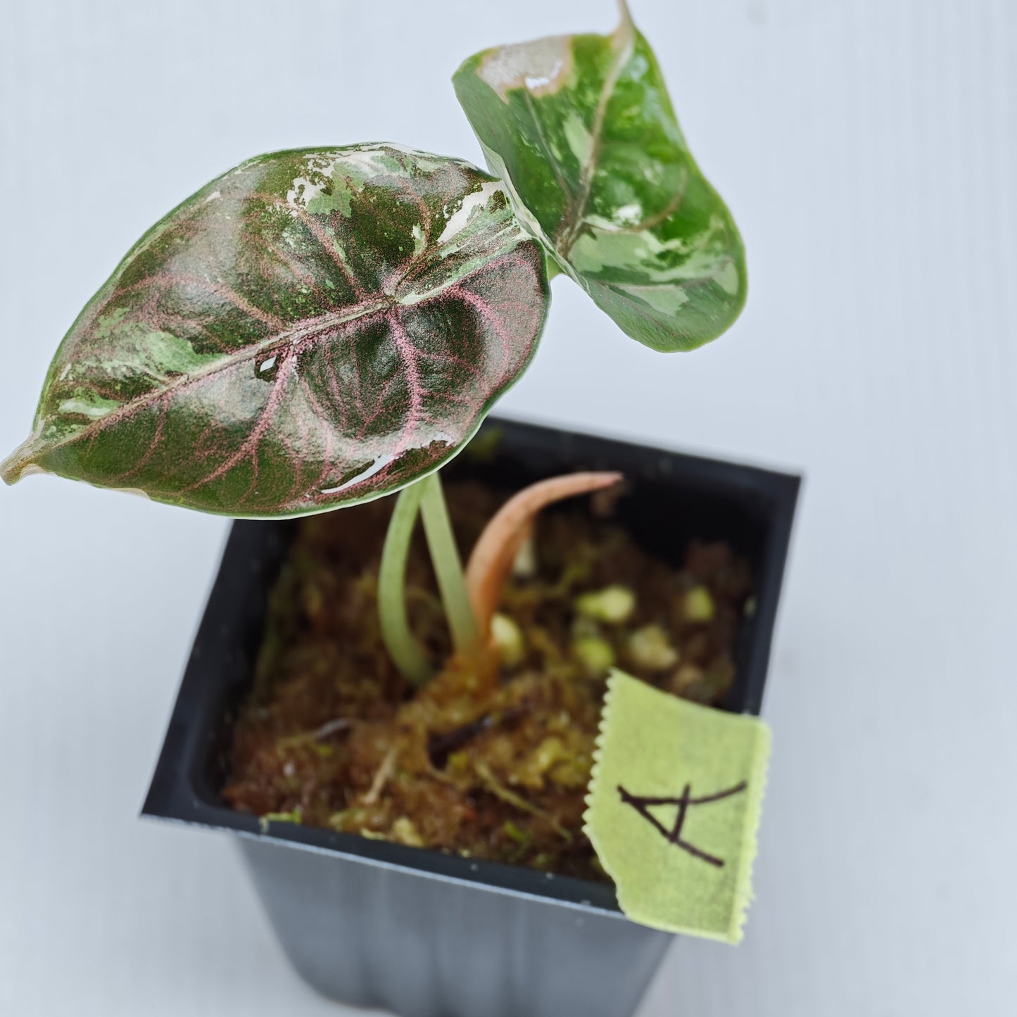 Alocasia azlanii Pink variegated