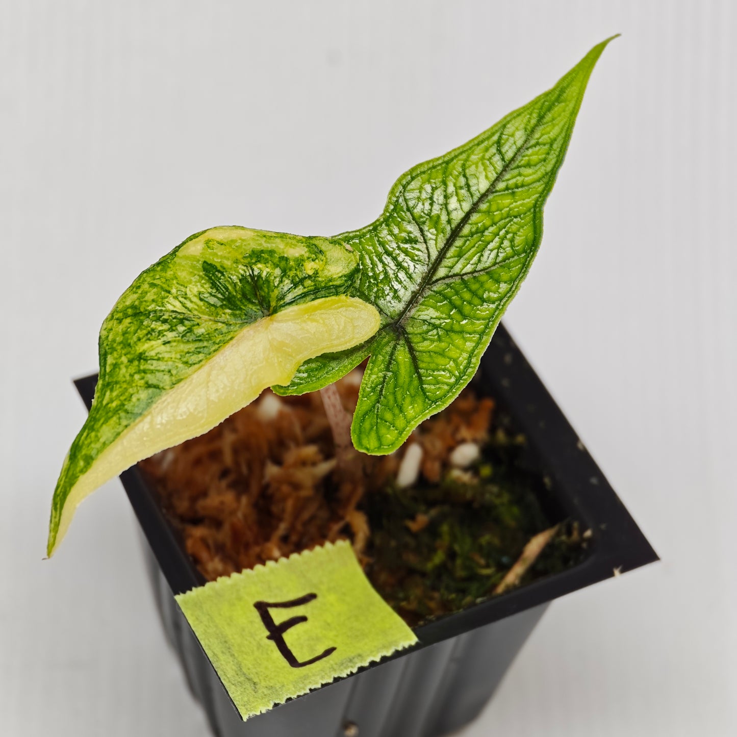 Alocasia Jacklyn Aurea Variegated
