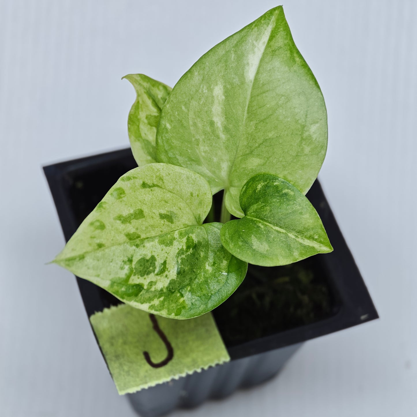 Anthurium Foliage Hybrid Green on Green Variegated