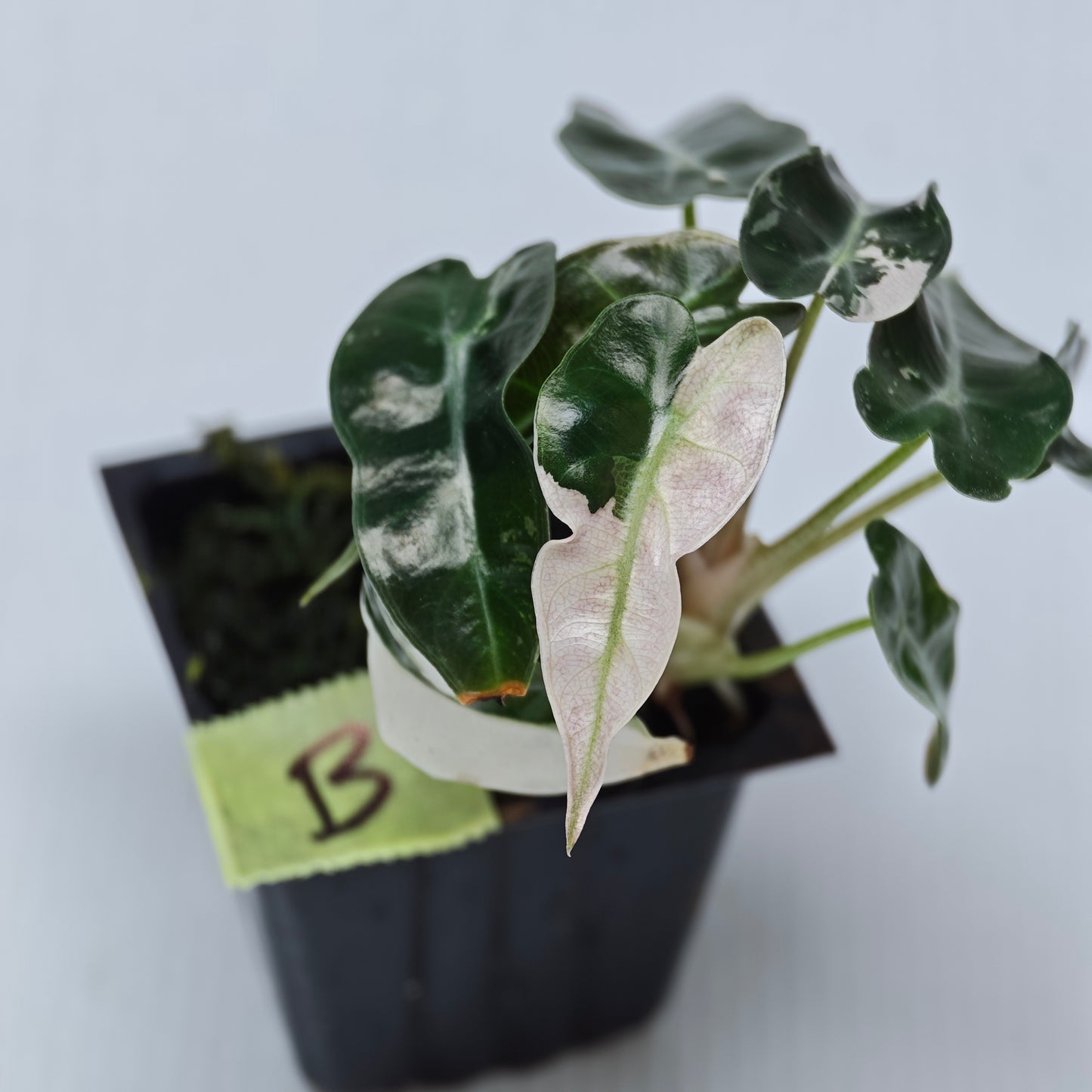 Alocasia Pink Swirl variegated