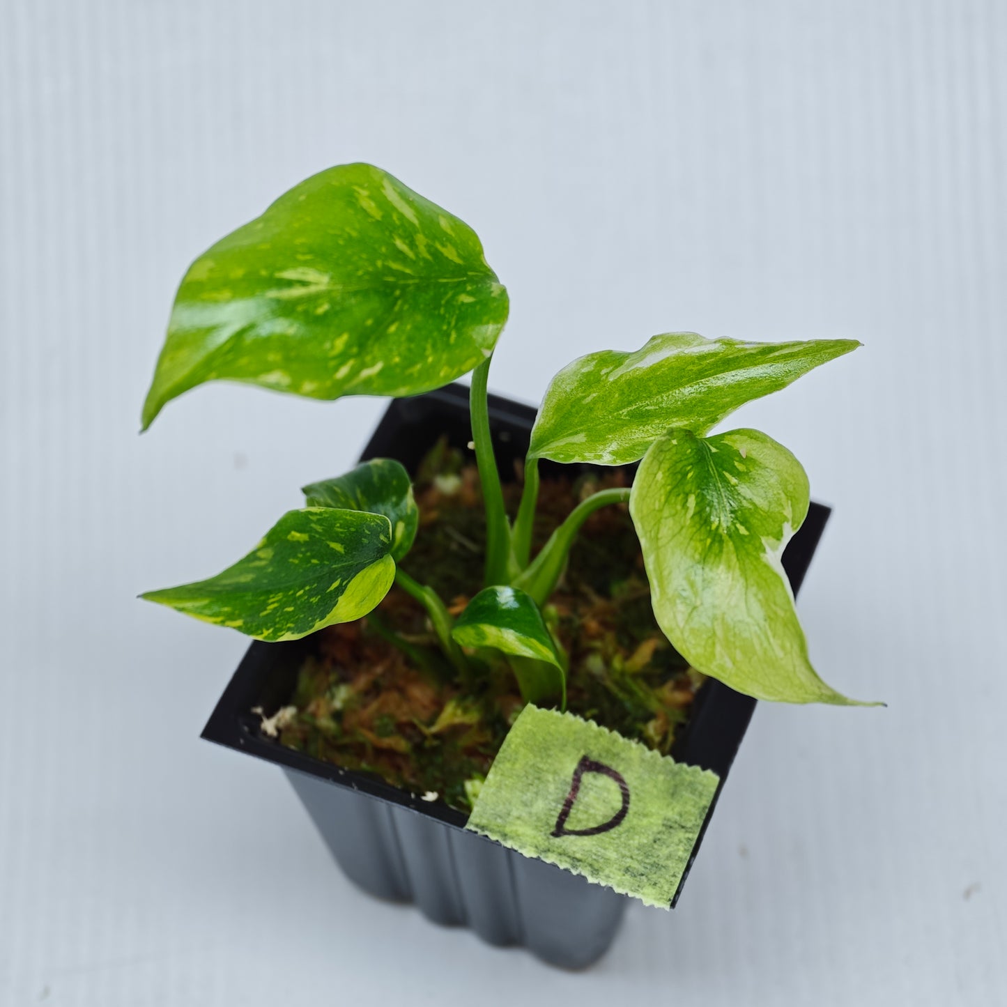 Monstera Electrolyte