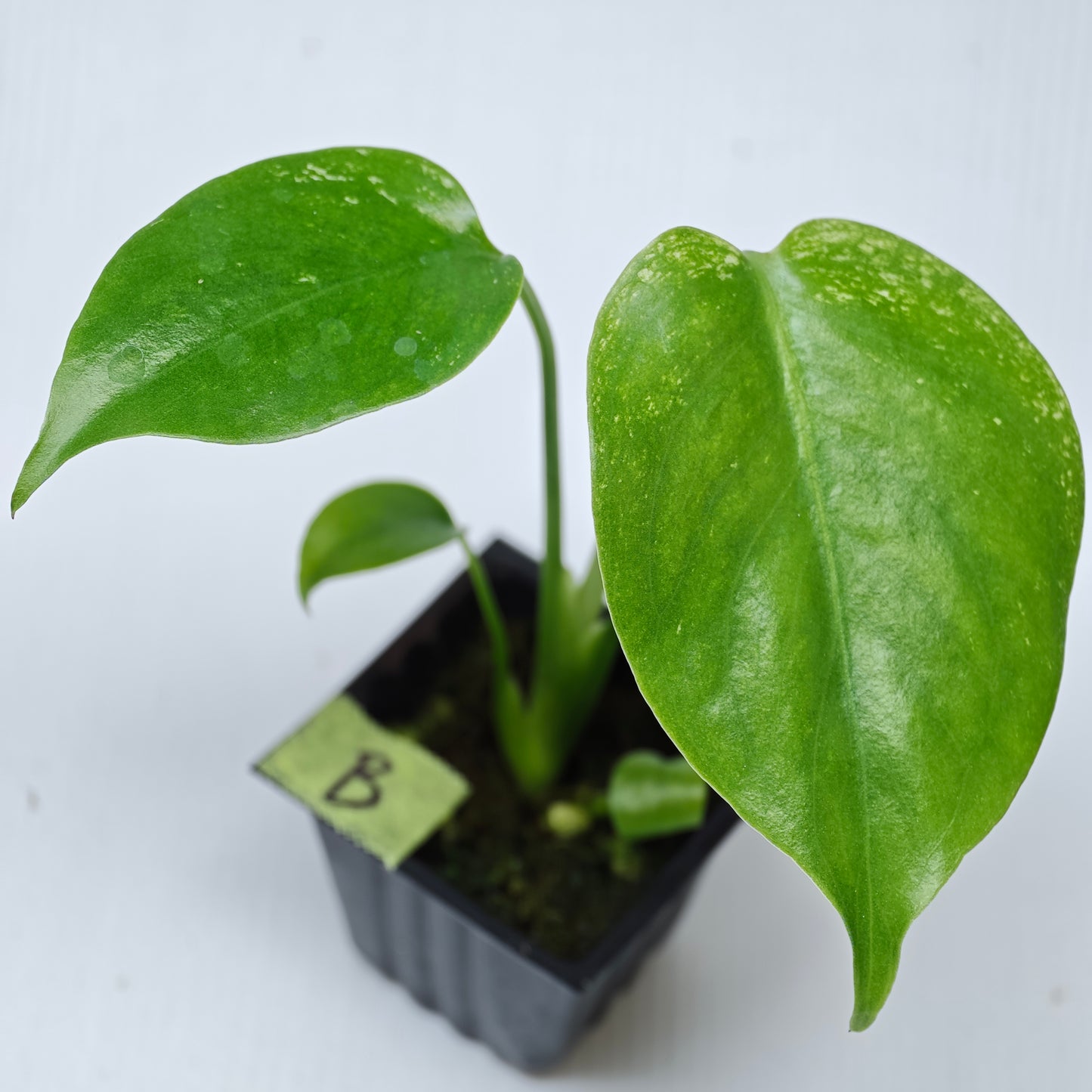 Monstera Devils Monster