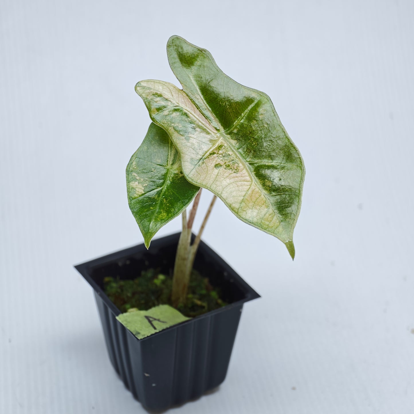 Alocasia pseudosanderiana Pink Variegated