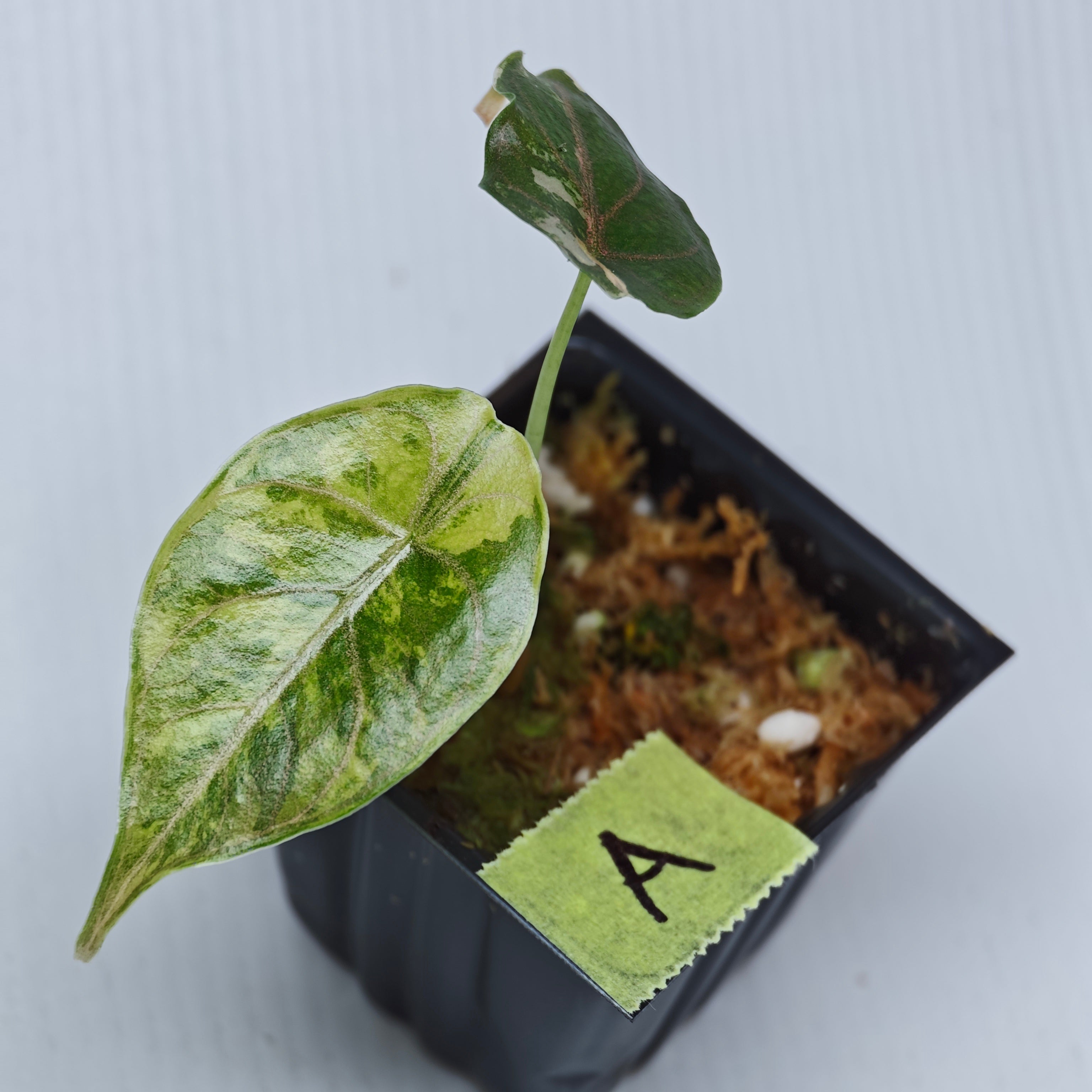 Alocasia azlanii Aurea Variegated – Flora Magnifica Australia
