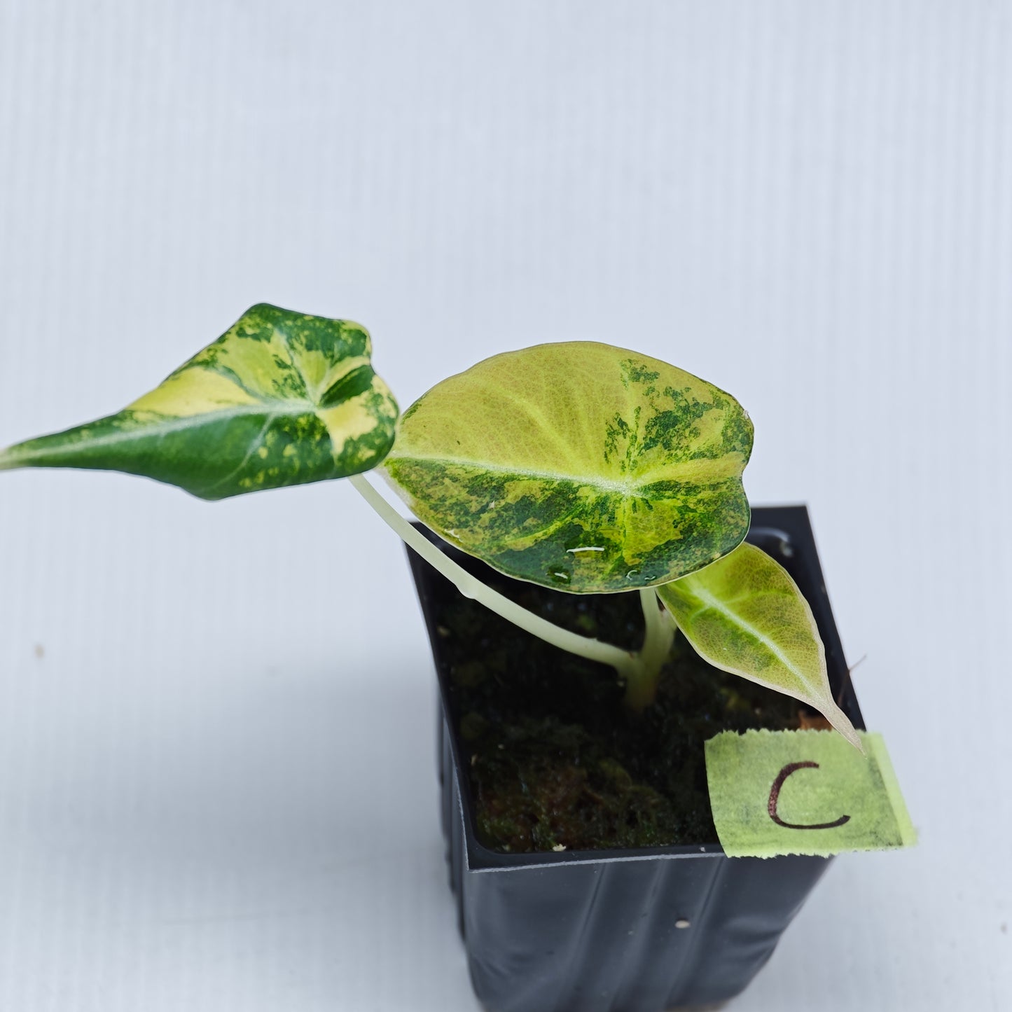 Alocasia Black Velvet Gold Variegated