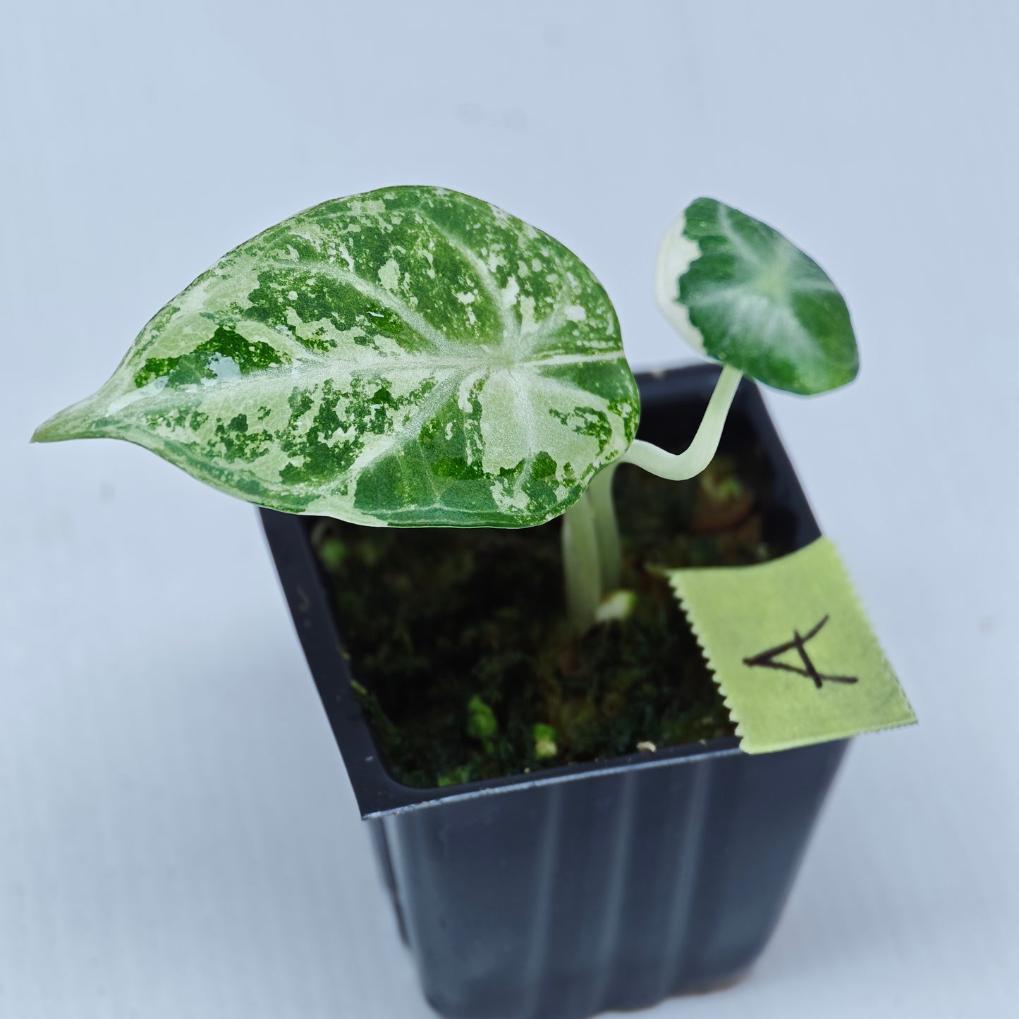 Alocasia Ninja Albo Variegated