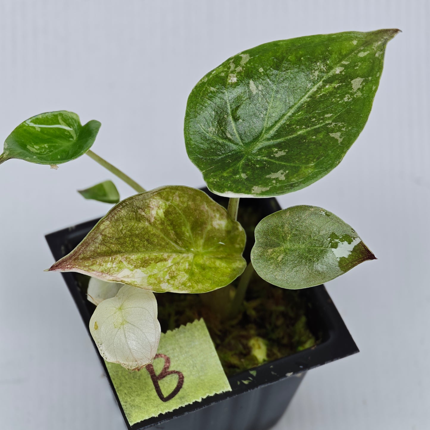 Alocasia wentii Albo/Pink Variegated