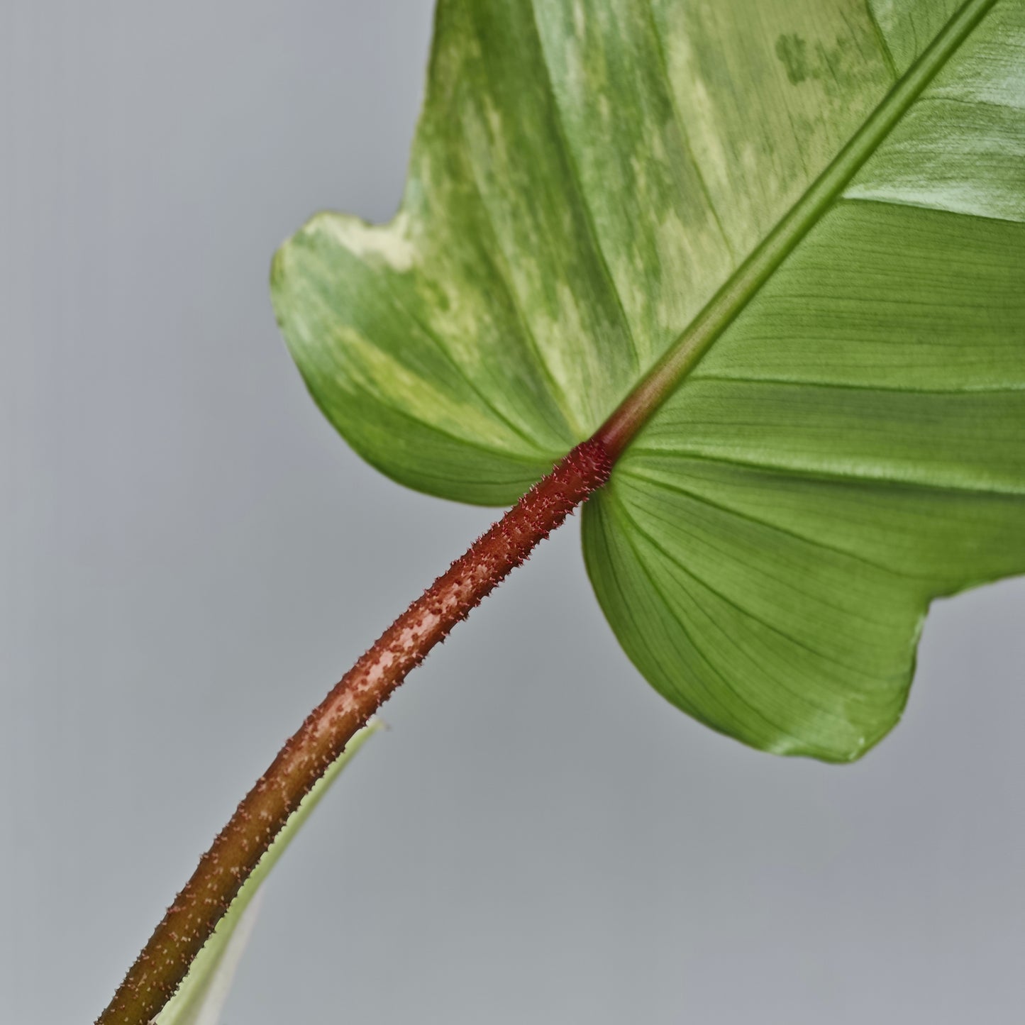 Philodendron squamiferum X P. Florida Beauty Variegated