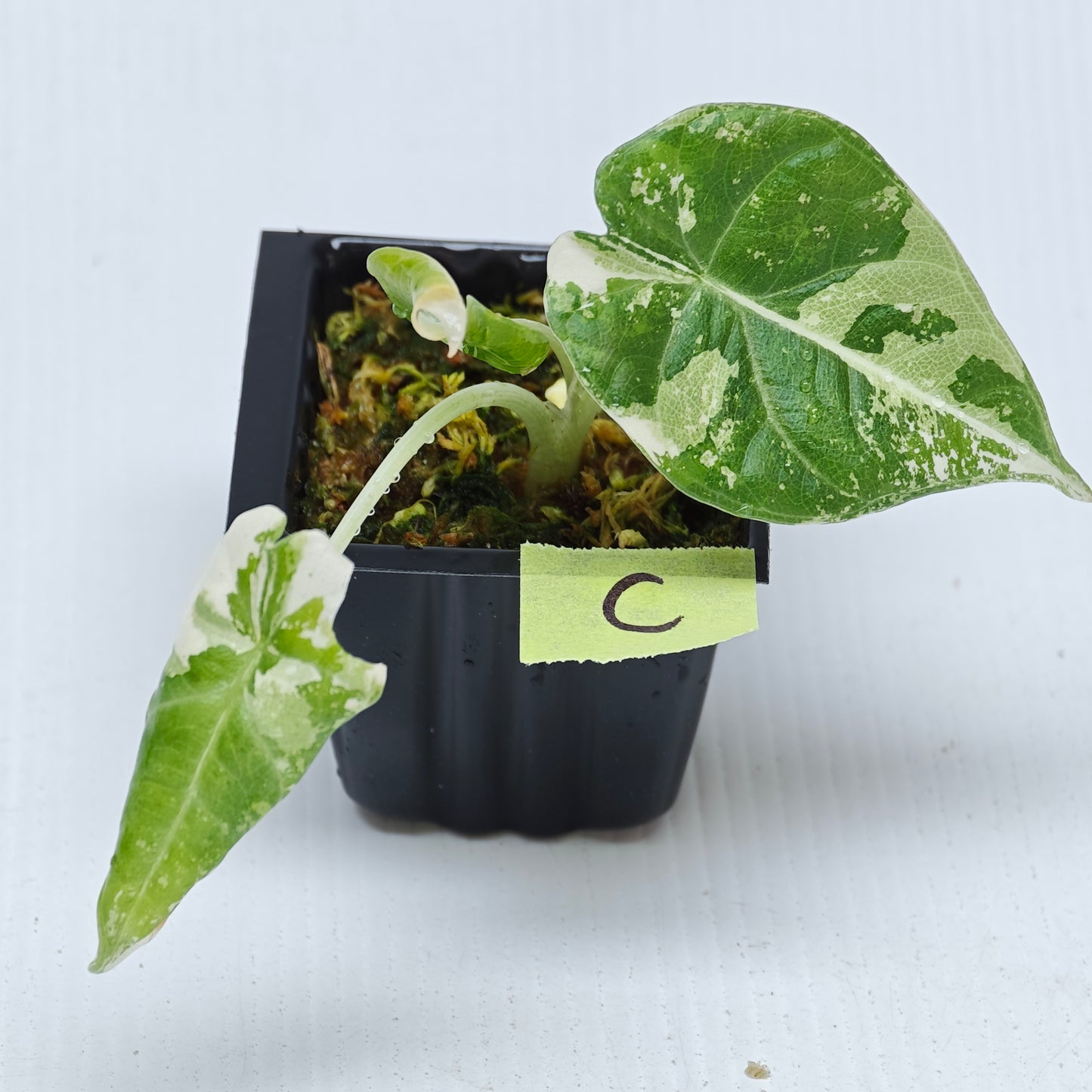 Alocasia Maharani Albo Variegated