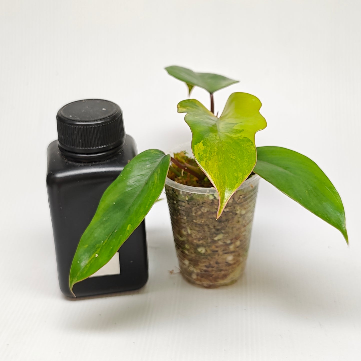 Philodendron mayoi Aurea Variegated