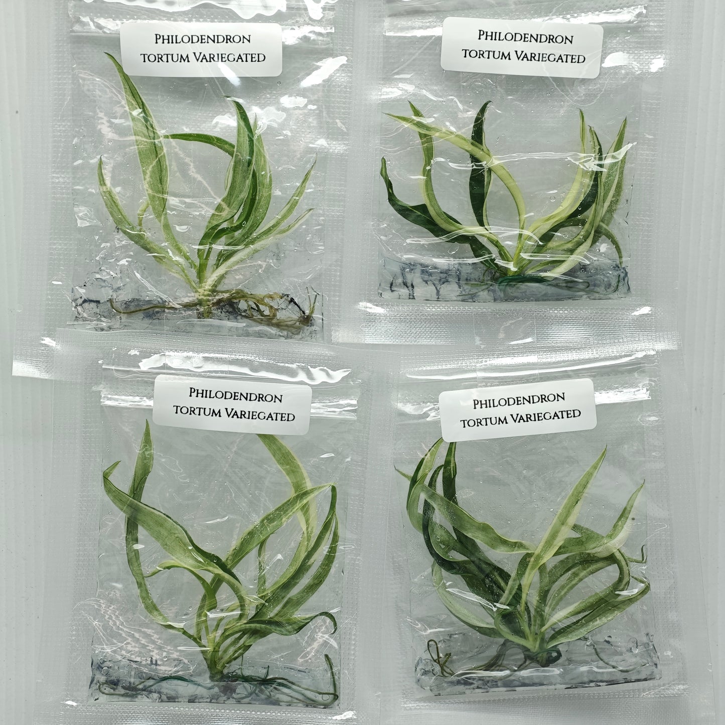 Philodendron tortum Albo Variegated (1plant/bag) - Tissue culture
