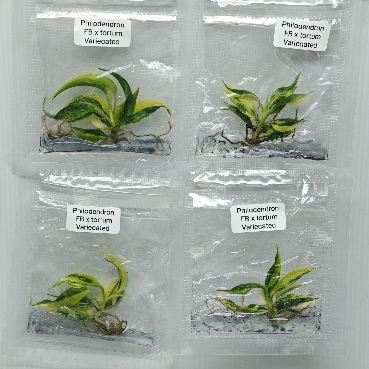 Philodendron Florida Beauty x P. tortum Variegated (1plant/bag) - Tissue culture