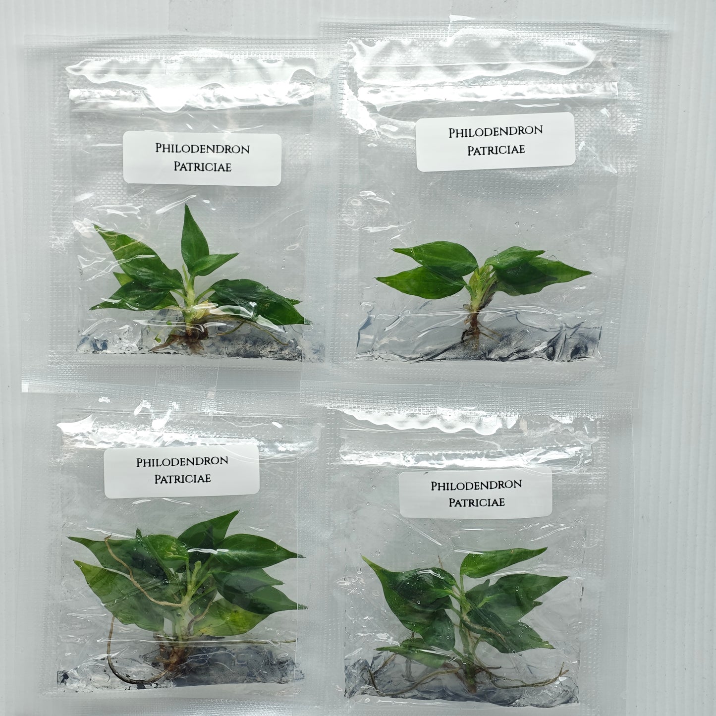 Philodendron patriciae (1plant/bag) - Tissue culture