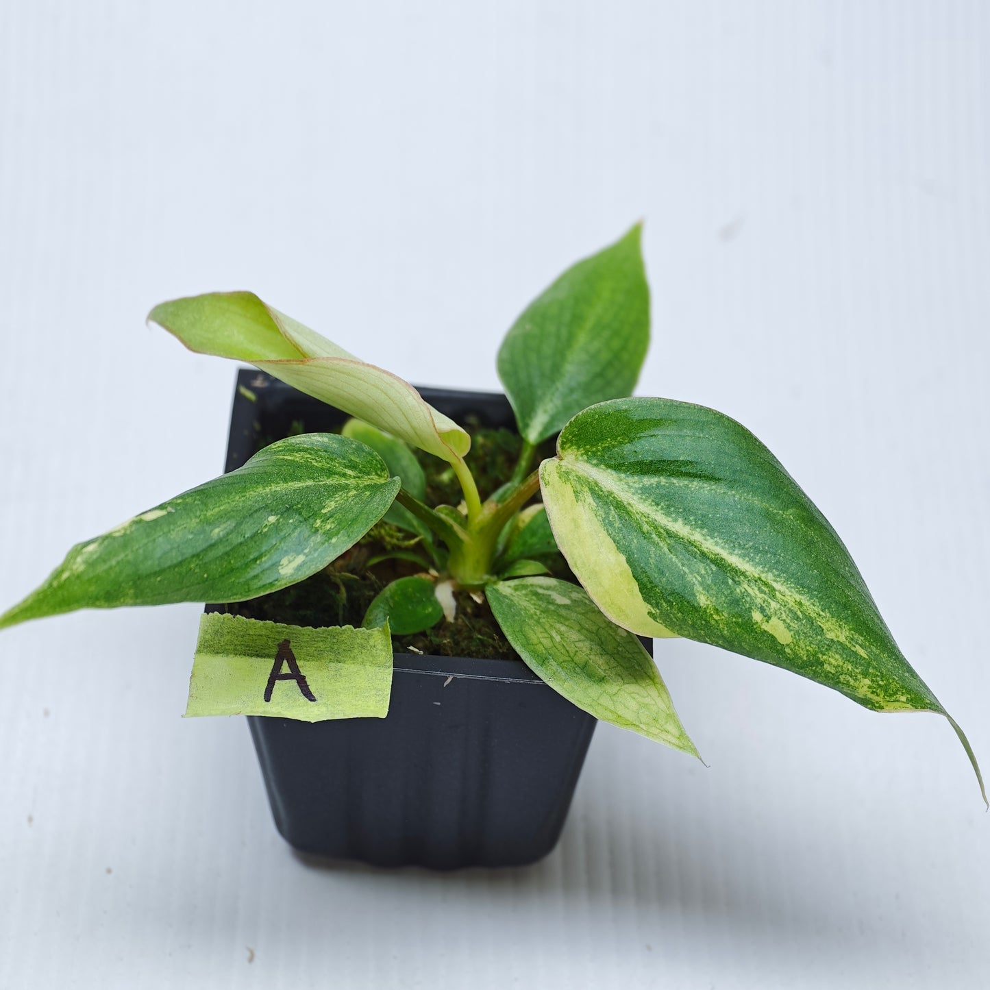 Philodendron gloriosum Aurea Variegated