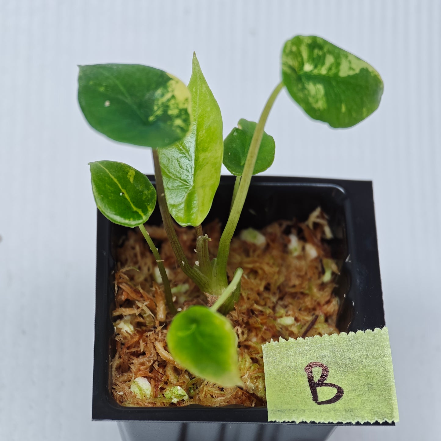 Alocasia scalprum Aurea Variegated