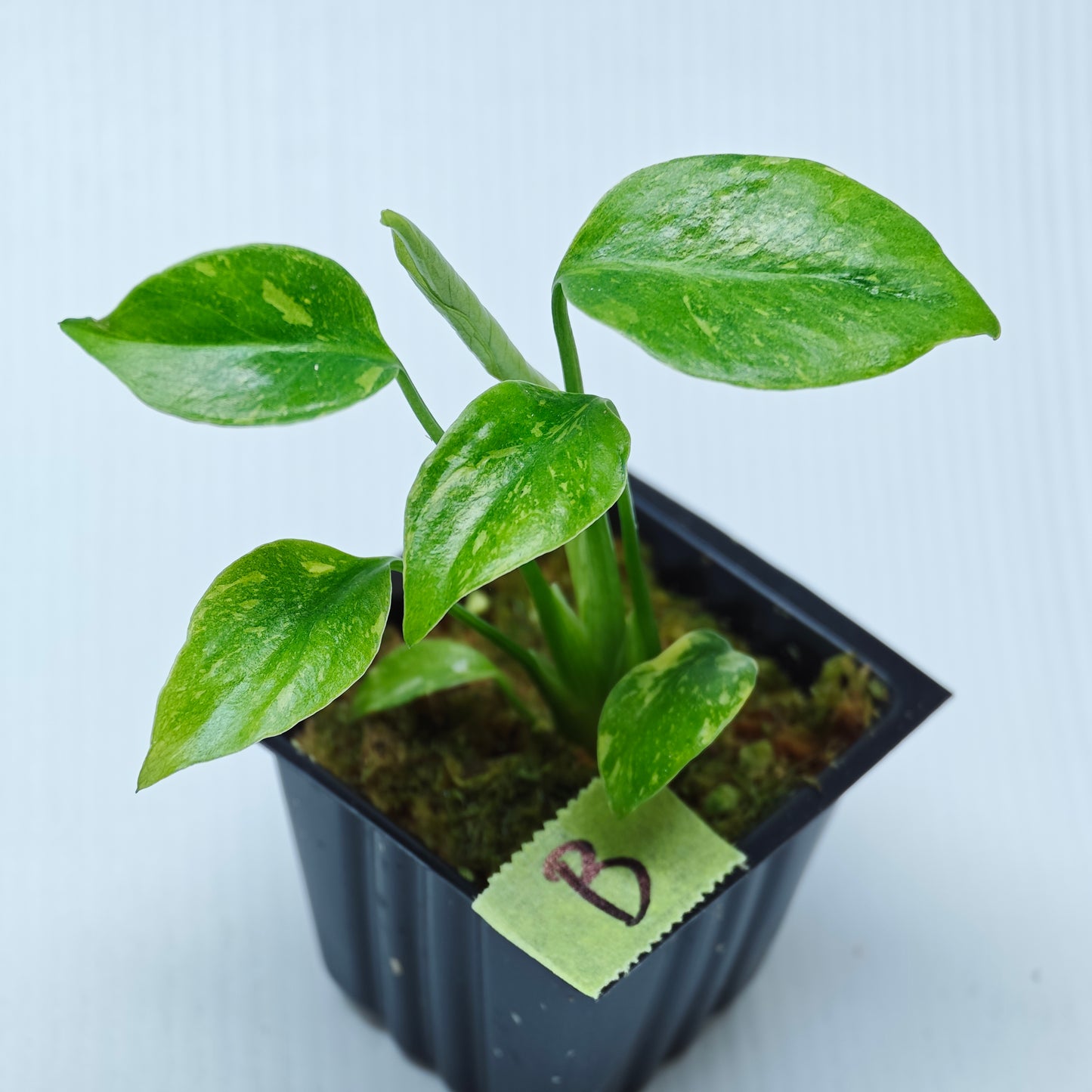 Monstera Electrolyte