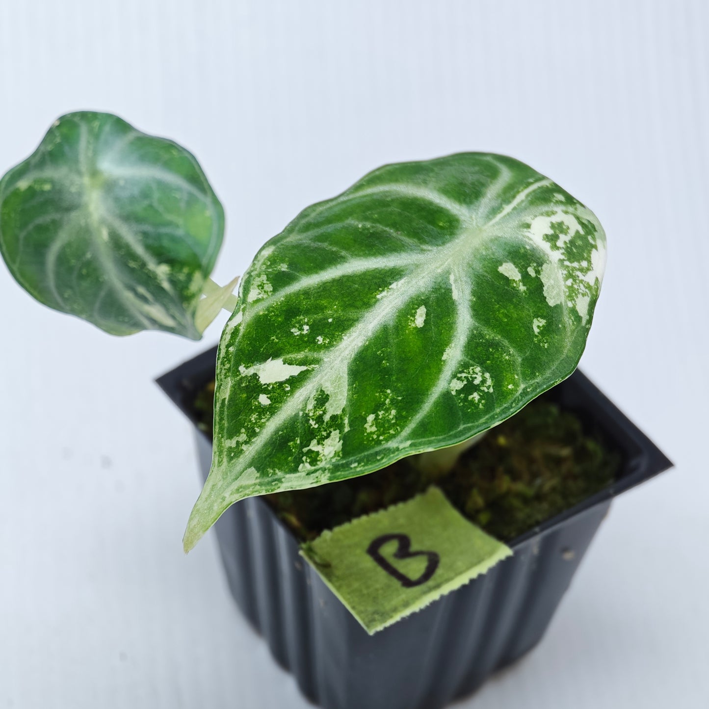 Alocasia Ninja Albo LOW Variegated