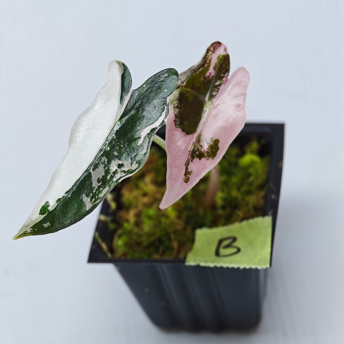 Alocasia sanderiana "Nobilis" Pink Variegated