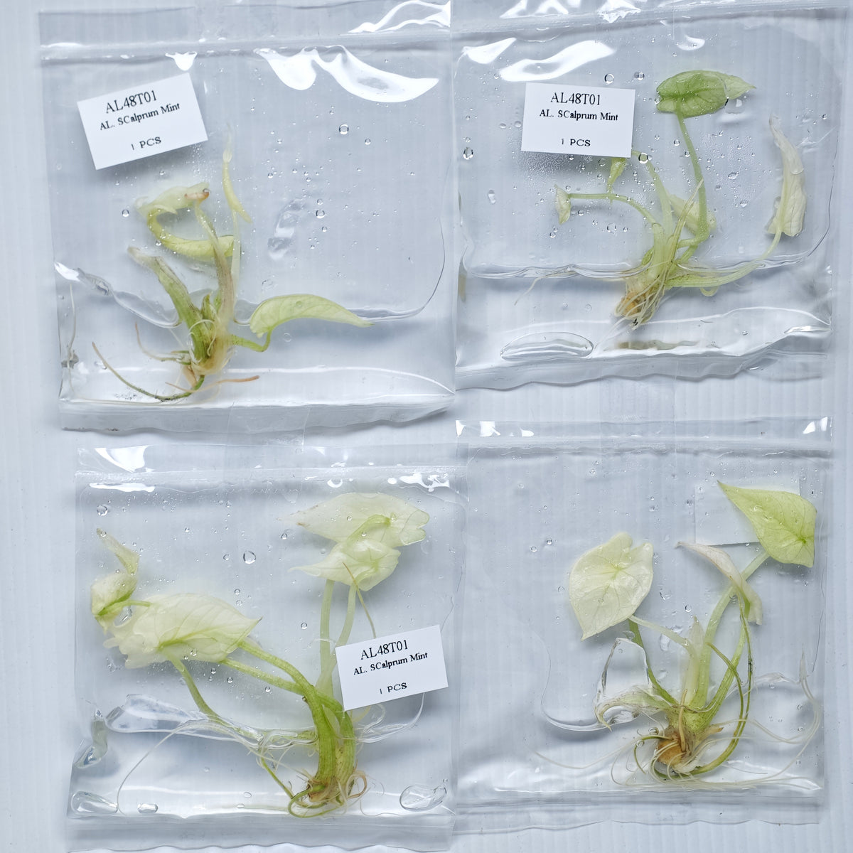 Alocasia scalprum mint (1plant/bag) - Tissue culture