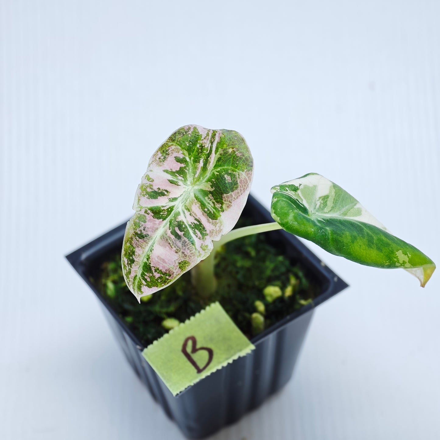 Alocasia black velvet Pink Variegated