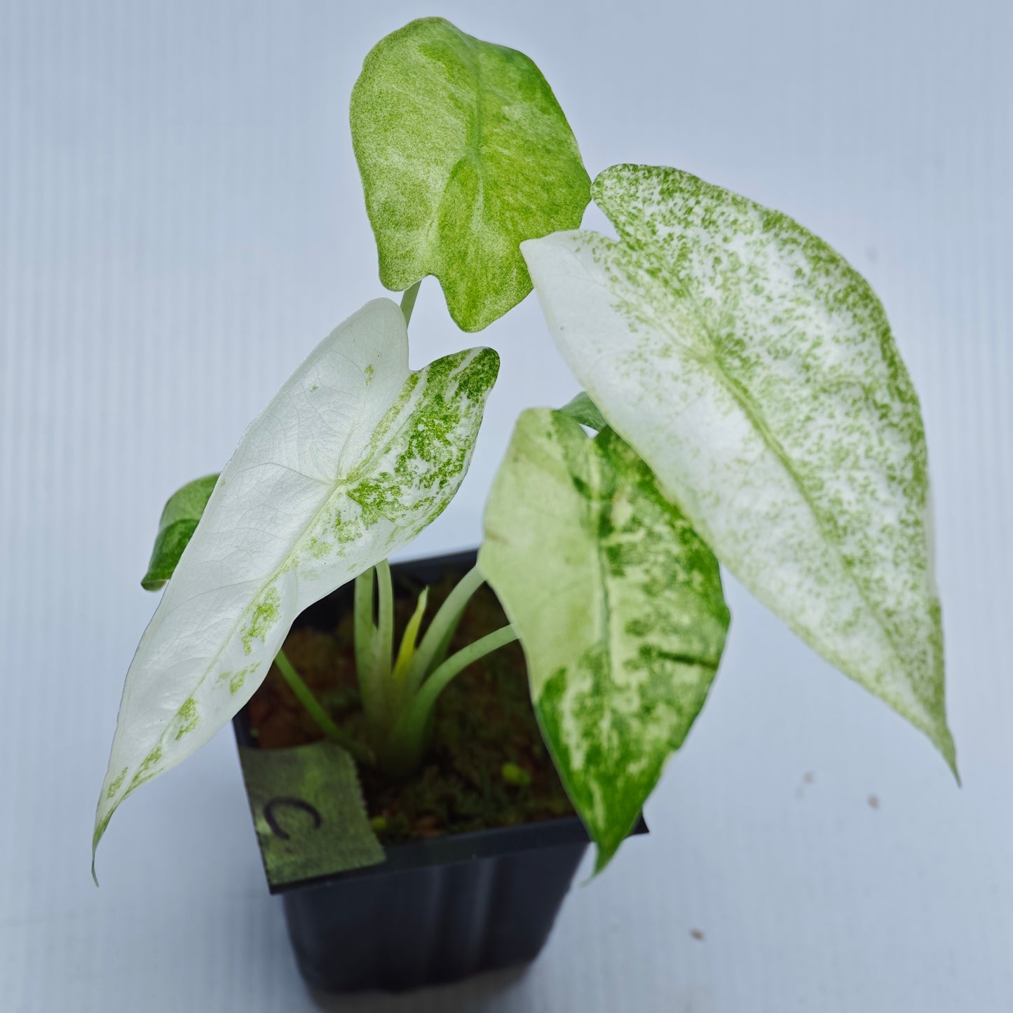 Alocasia longiloba Mint Thai Cons