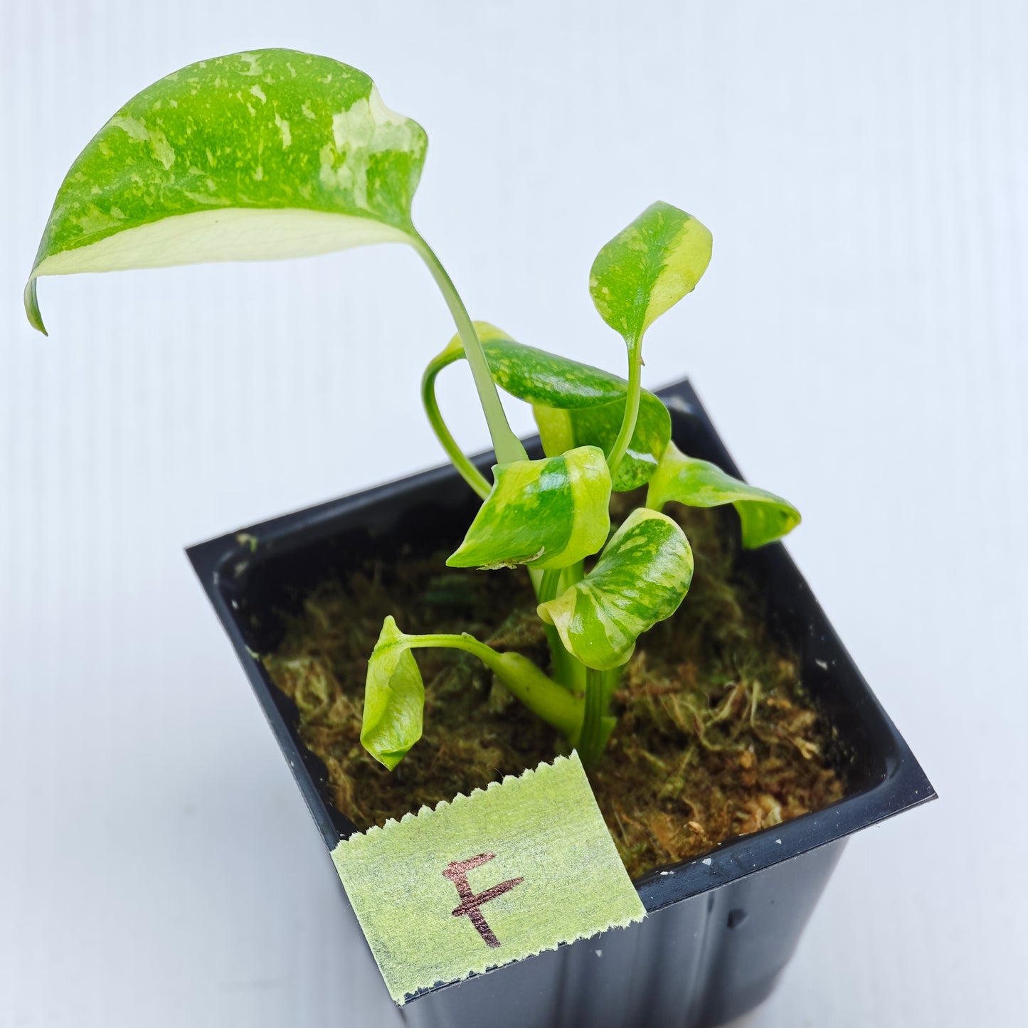 Monstera Electrolyte