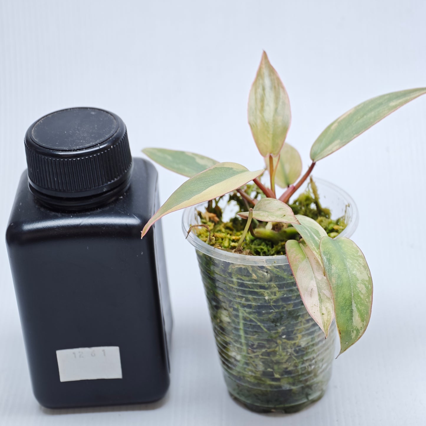 Philodendron atabapoense Pink Marble variegated from cutting