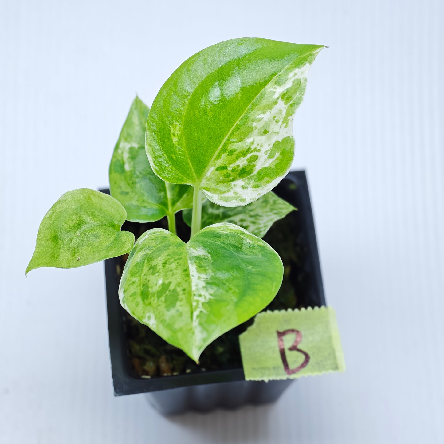 Anthurium Foliage Hybrid Green on Green Variegated