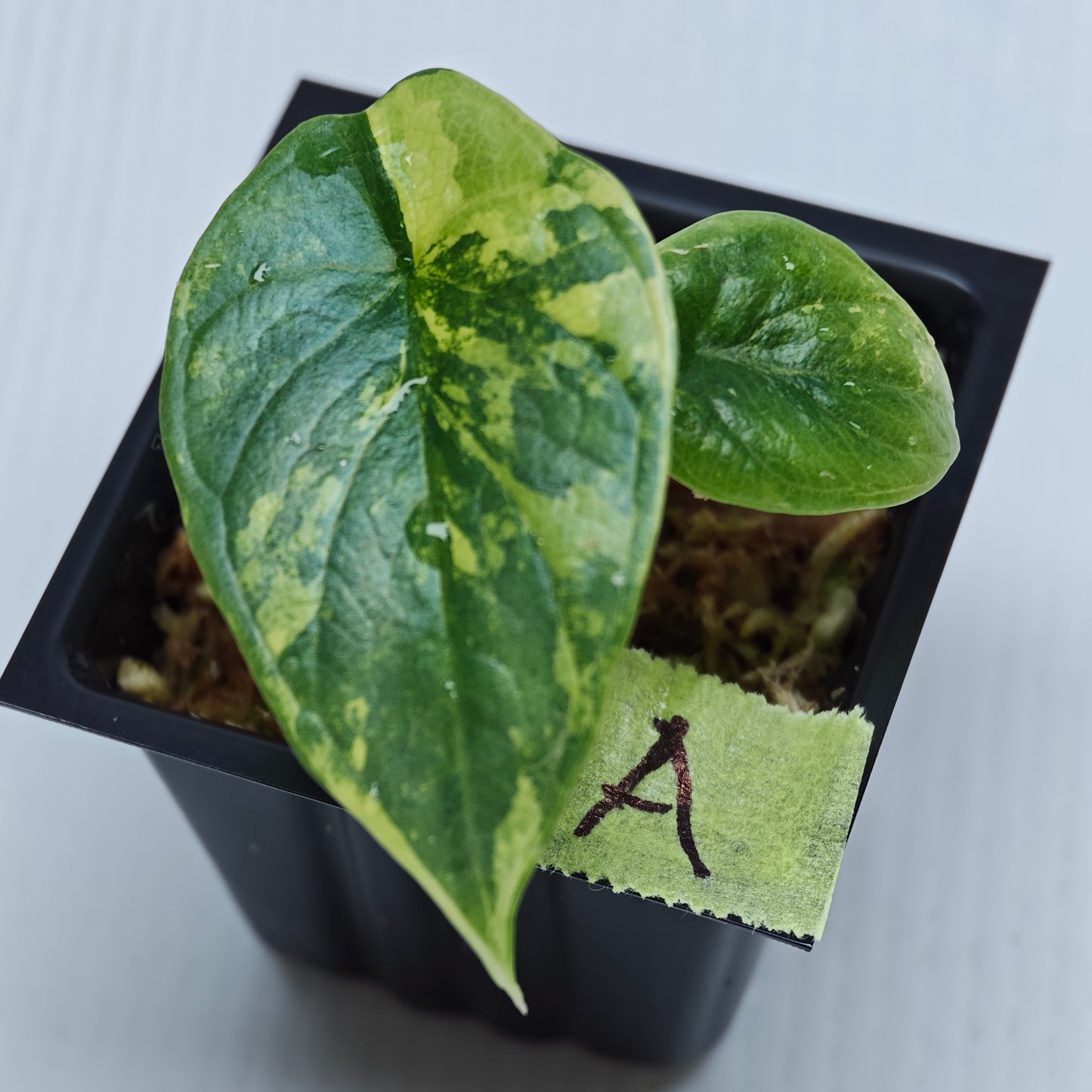 Alocasia Silver Dragon Aurea Variegated