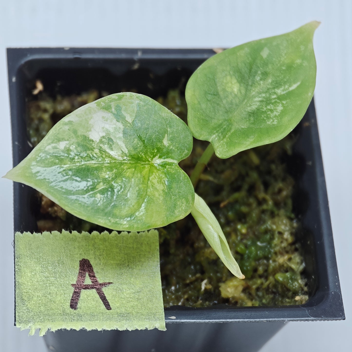 Alocasia Silver Dragon Albo Variegated